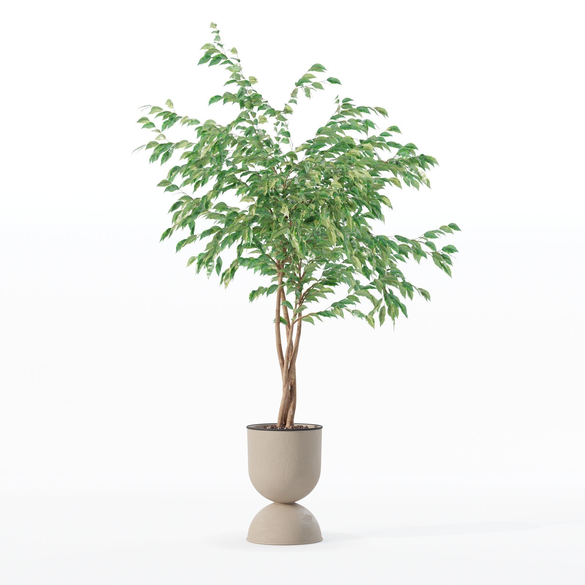 Ficus benjamina in modern flower pot 3D model_14