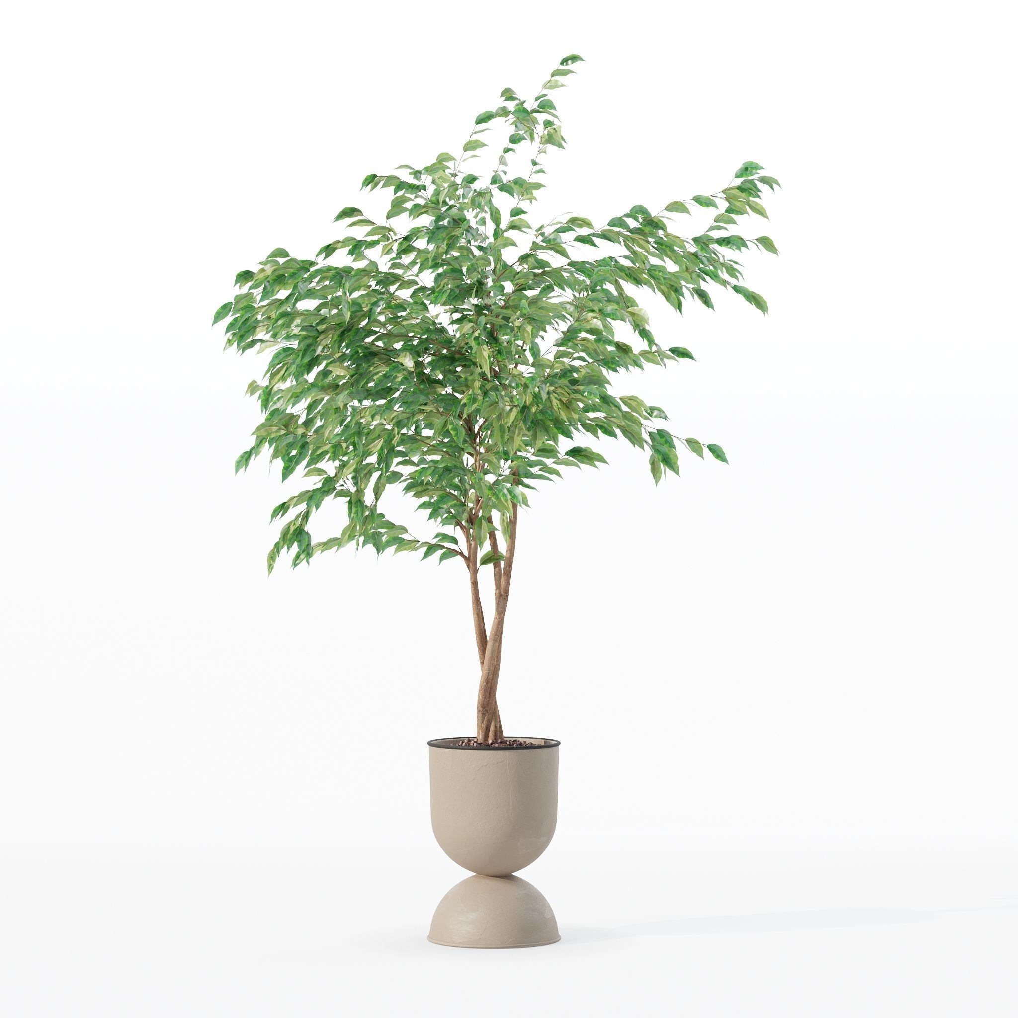 Ficus benjamina in modern flower pot 3D model_11