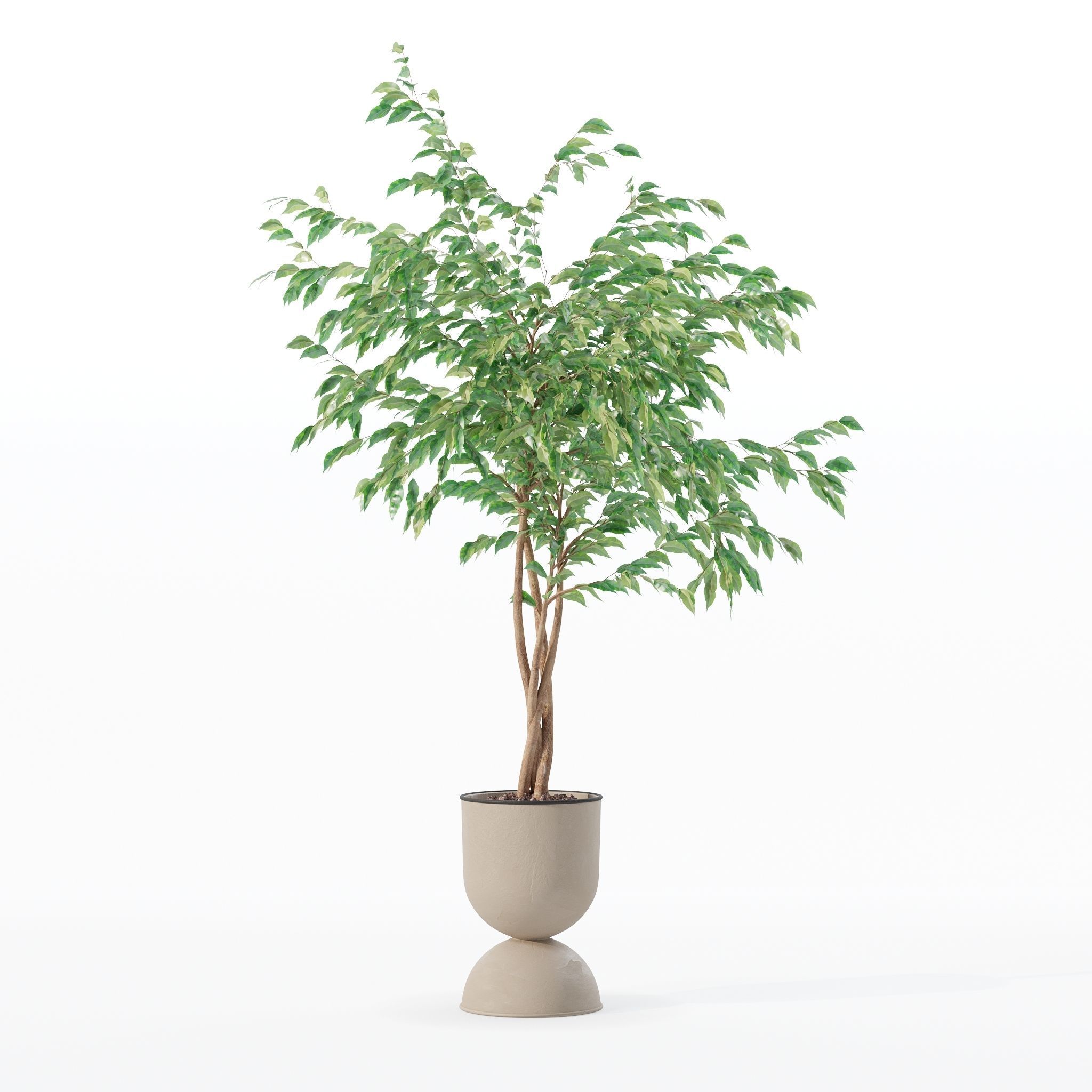 Ficus benjamina in modern flower pot 3D model_6