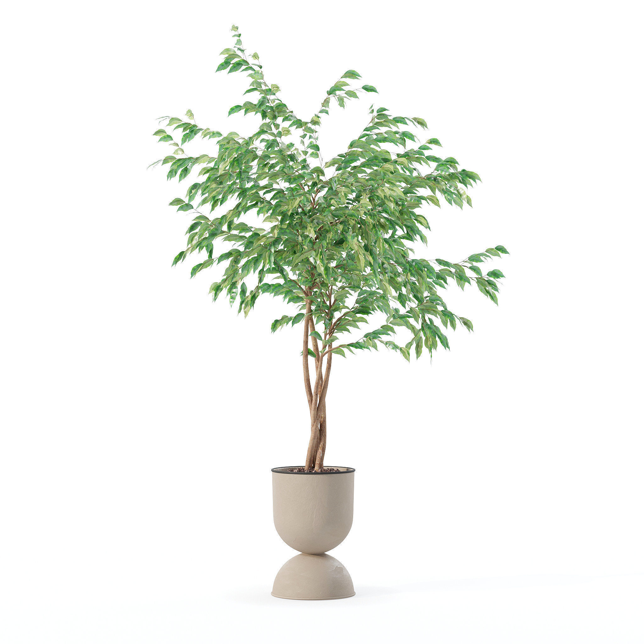 Ficus benjamina in modern flower pot 3D model_2