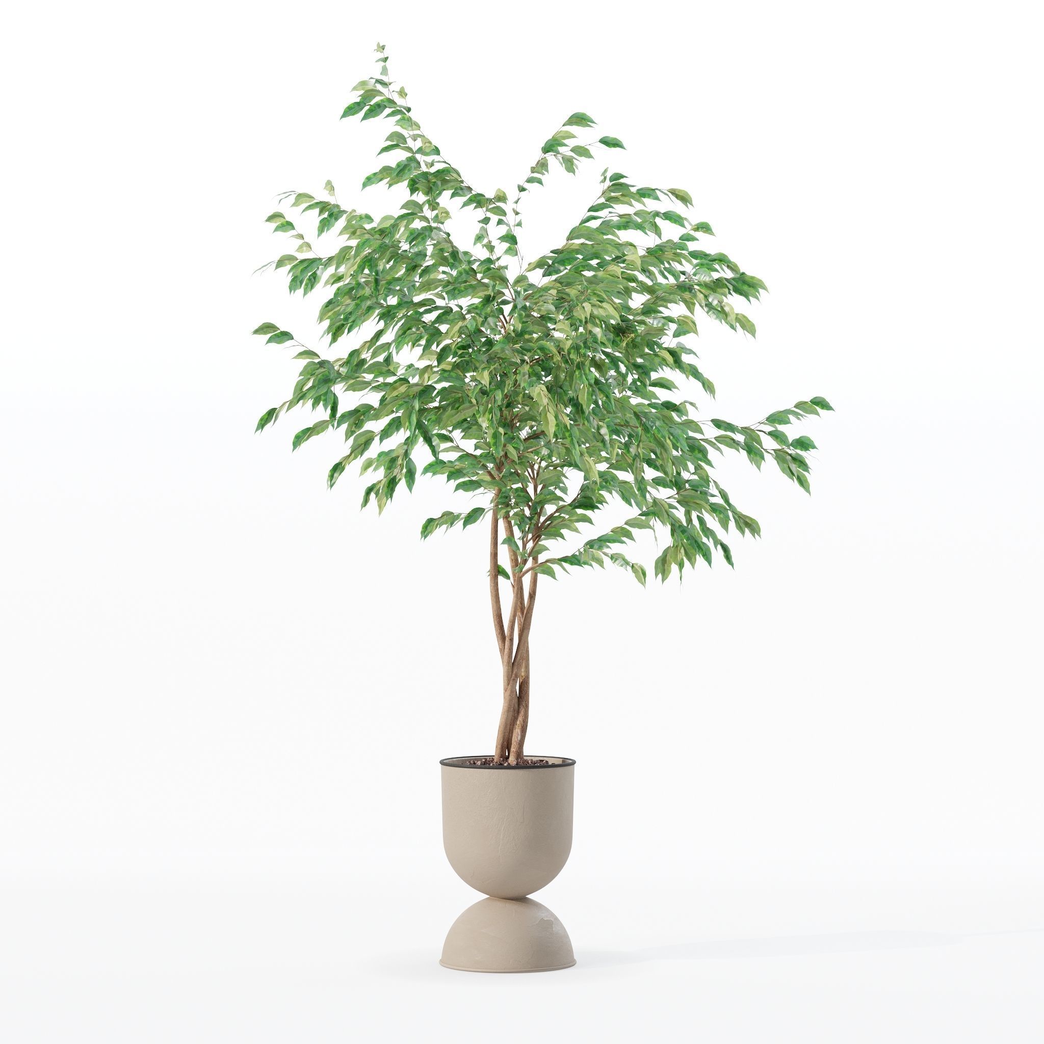 Ficus benjamina in modern flower pot 3D model_23