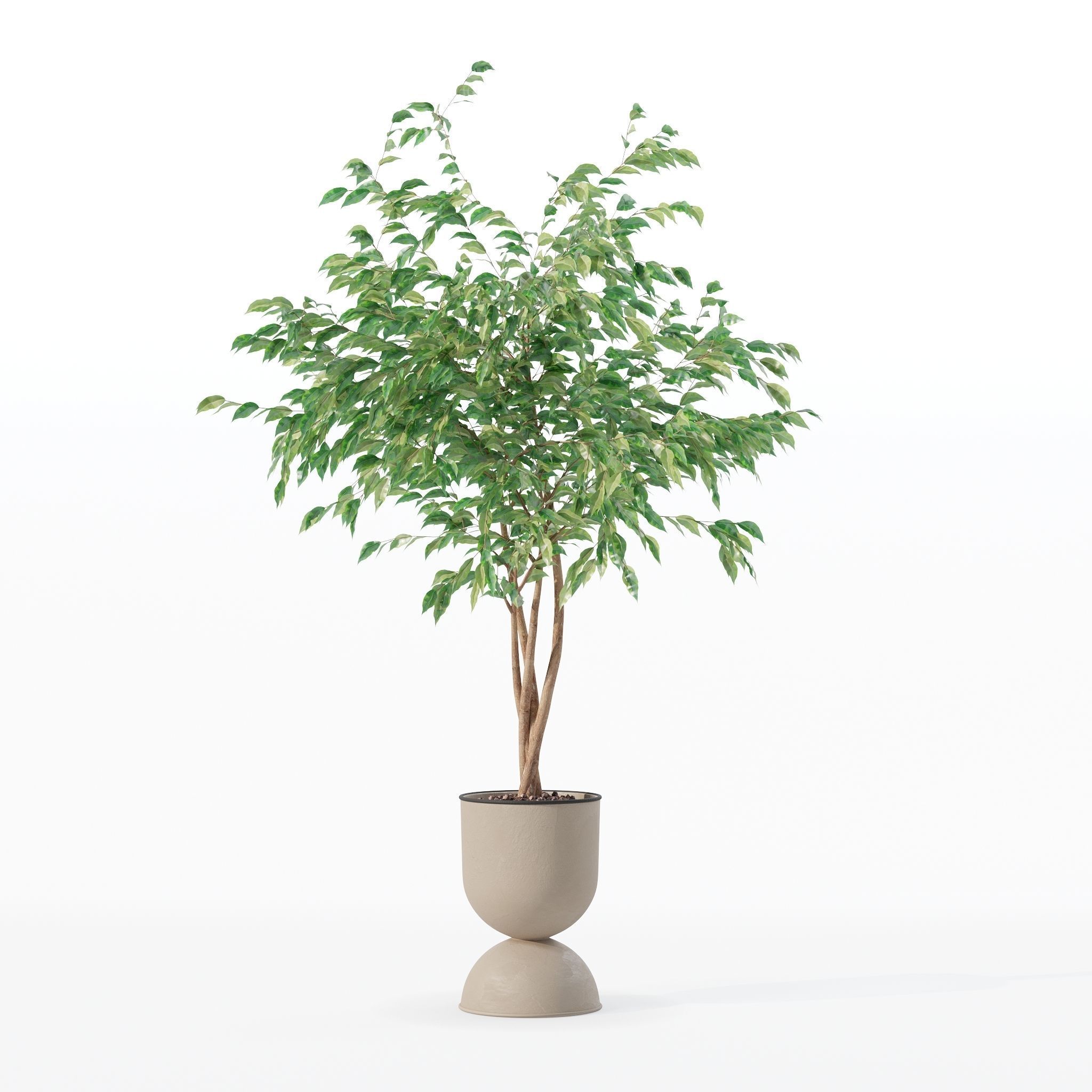 Ficus benjamina in modern flower pot 3D model_28