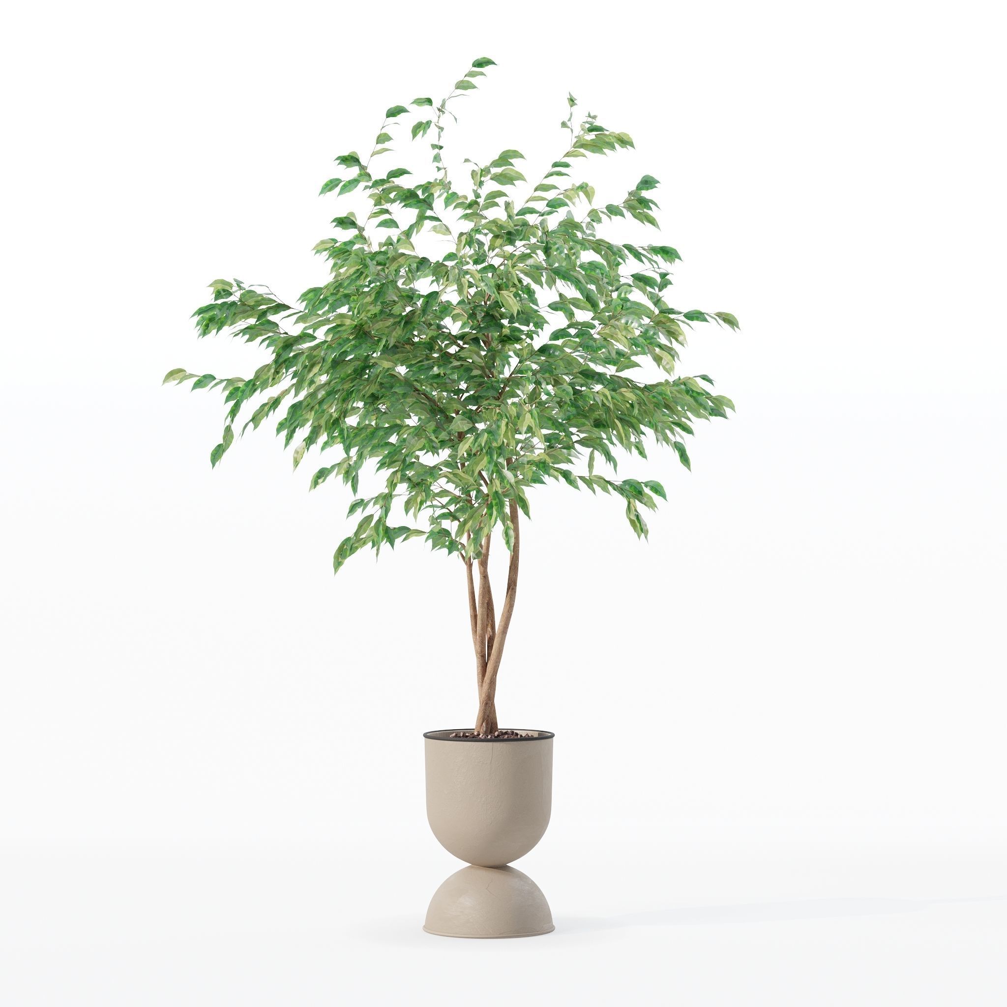 Ficus benjamina in modern flower pot 3D model_16