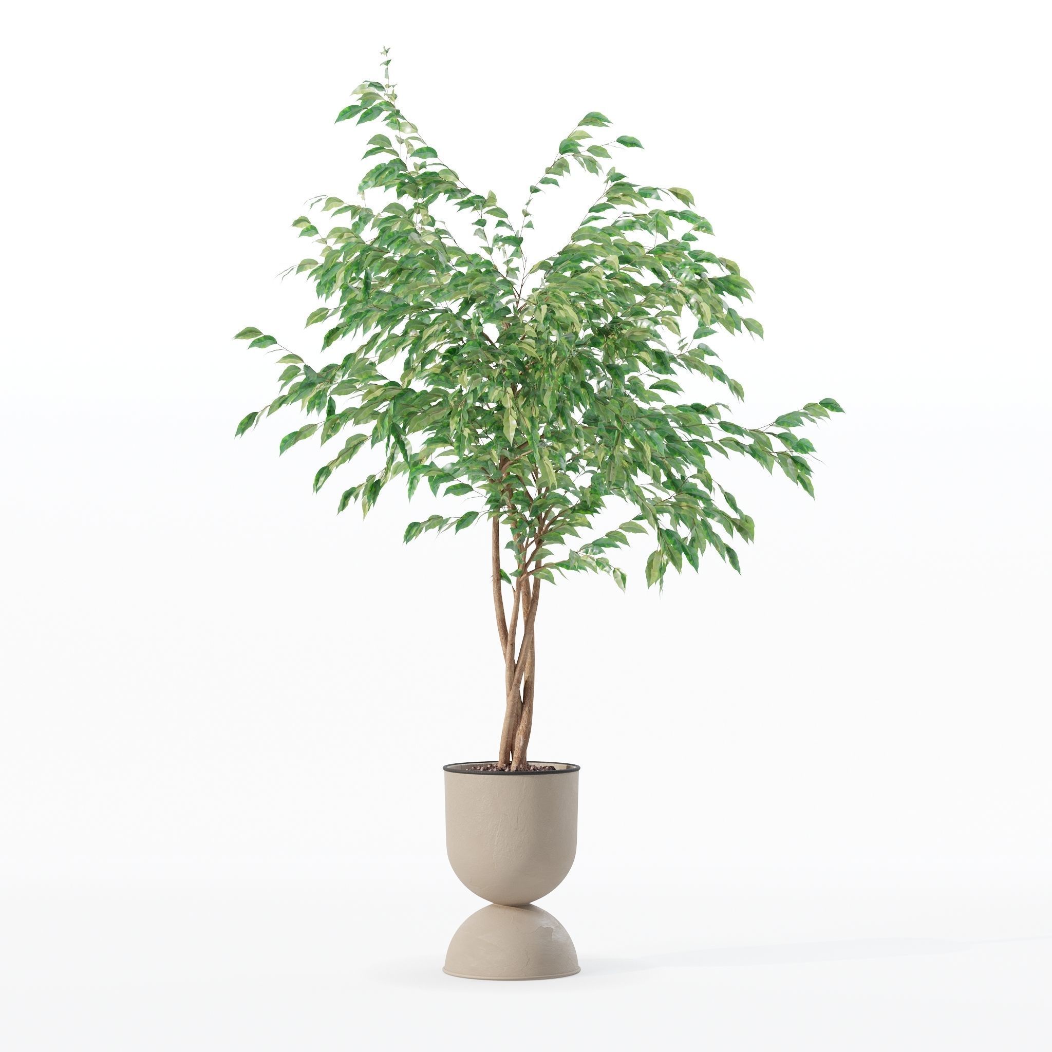 Ficus benjamina in modern flower pot 3D model_18