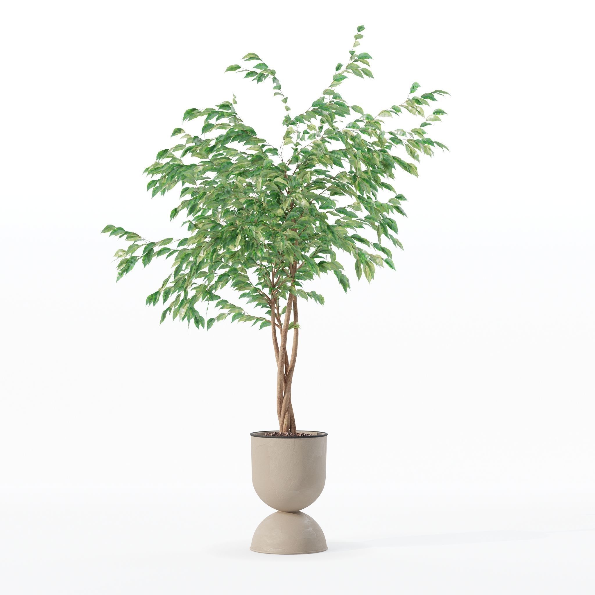 Ficus benjamina in modern flower pot 3D model_8