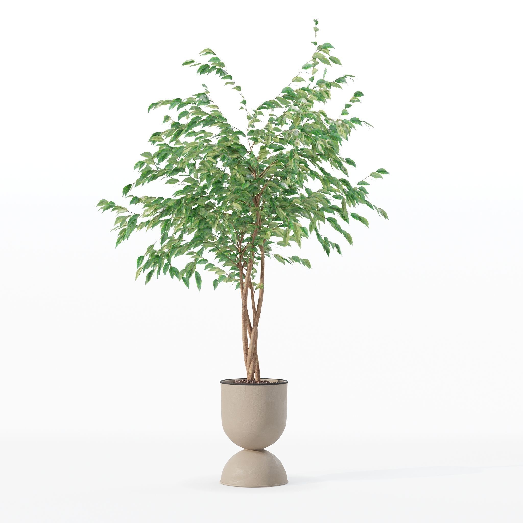 Ficus benjamina in modern flower pot 3D model_10