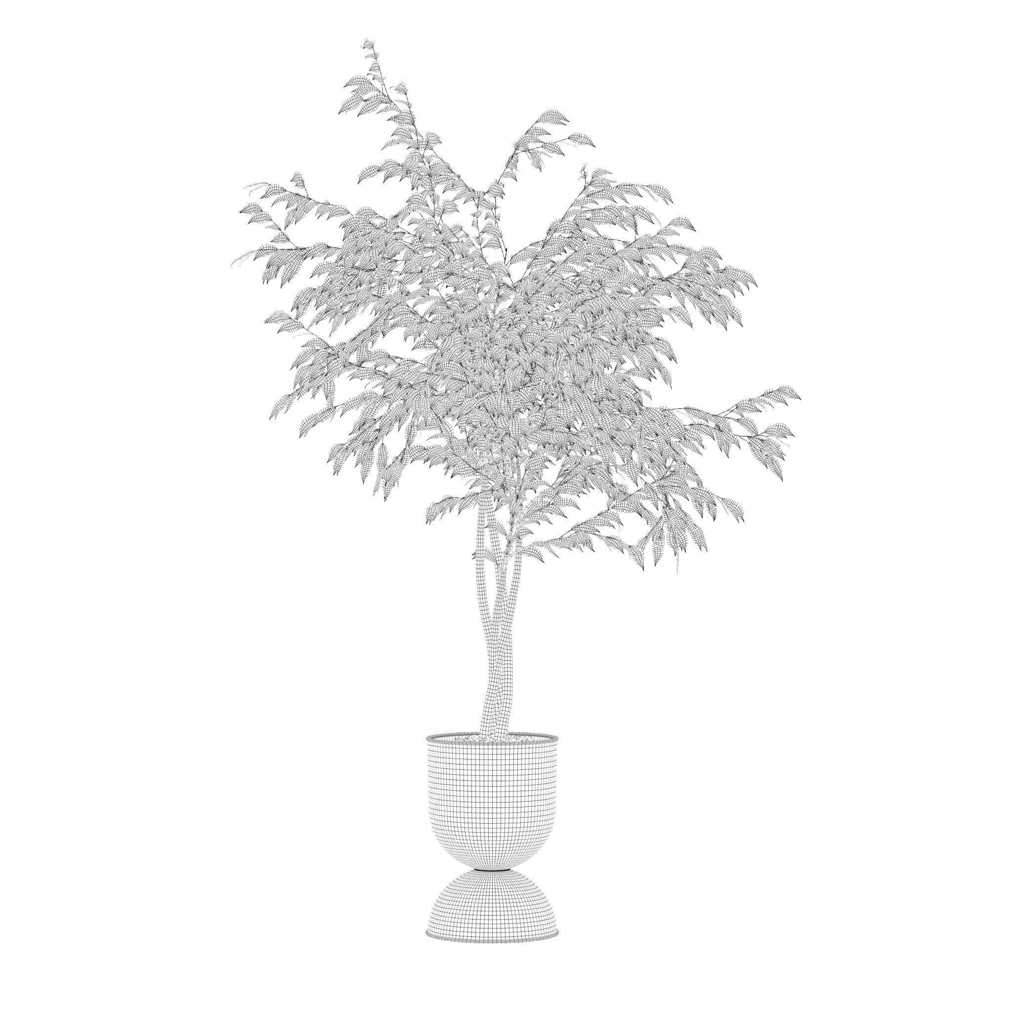 Ficus benjamina in modern flower pot 3D model_1