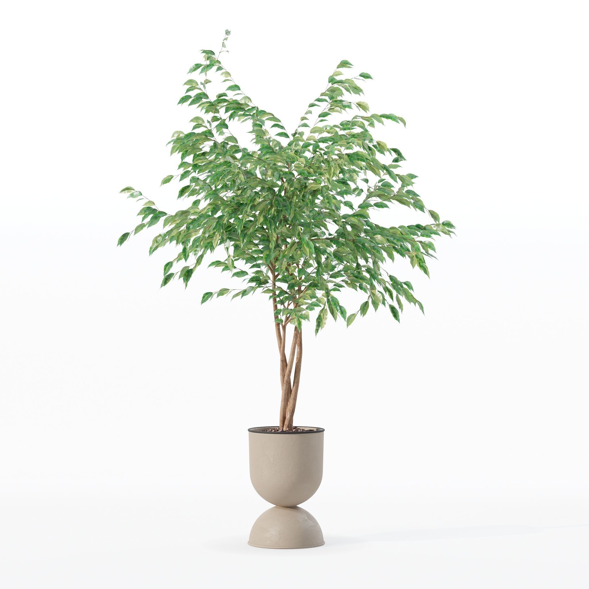 Ficus benjamina in modern flower pot 3D model_5