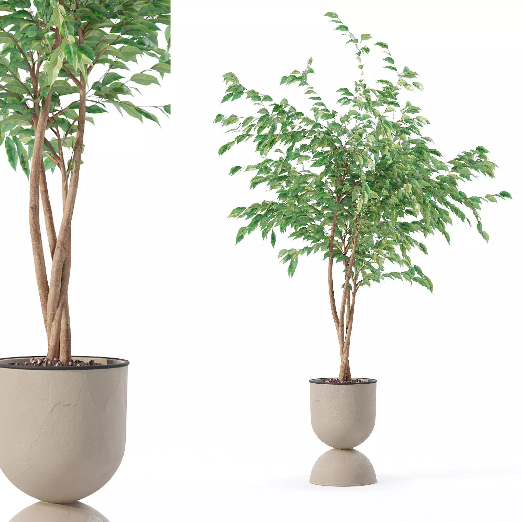 Ficus benjamina in modern flower pot 3D model_0