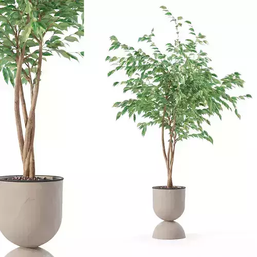 Ficus benjamina in modern flower pot 3D model
