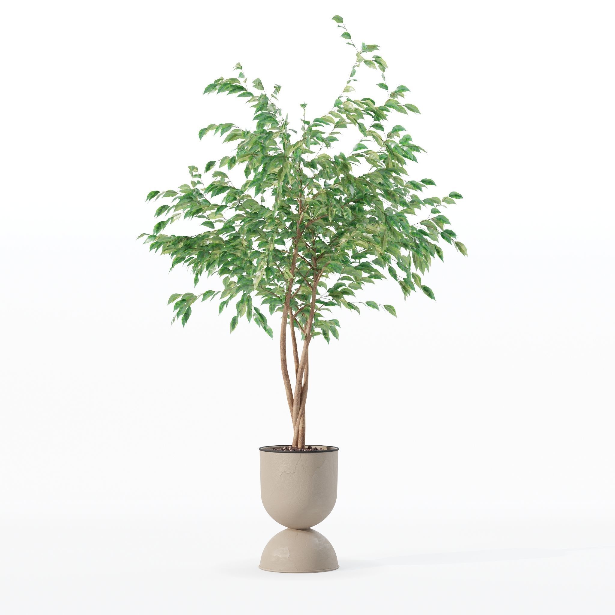 Ficus benjamina in modern flower pot 3D model_20