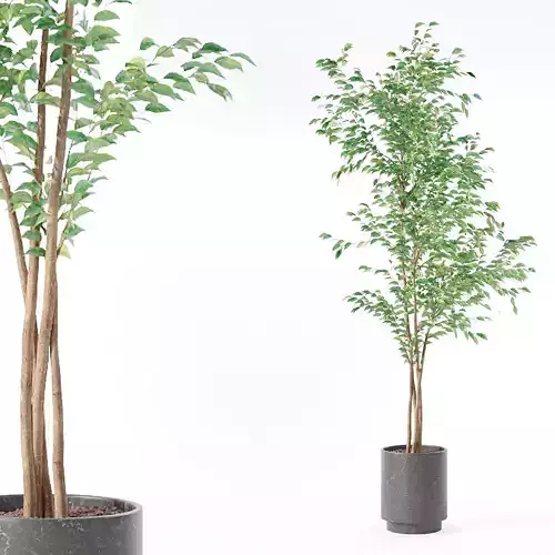 Ficus benjamina in modern flower pot 3D model