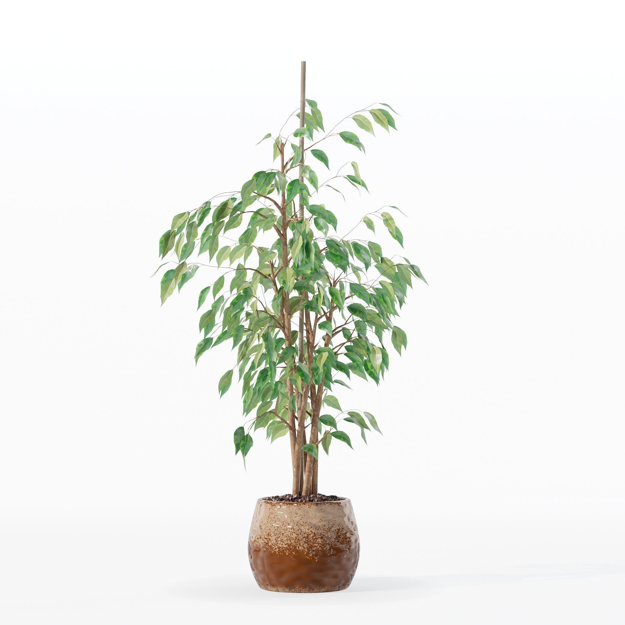 Ficus benjamina in modern flower pot 3D model_24