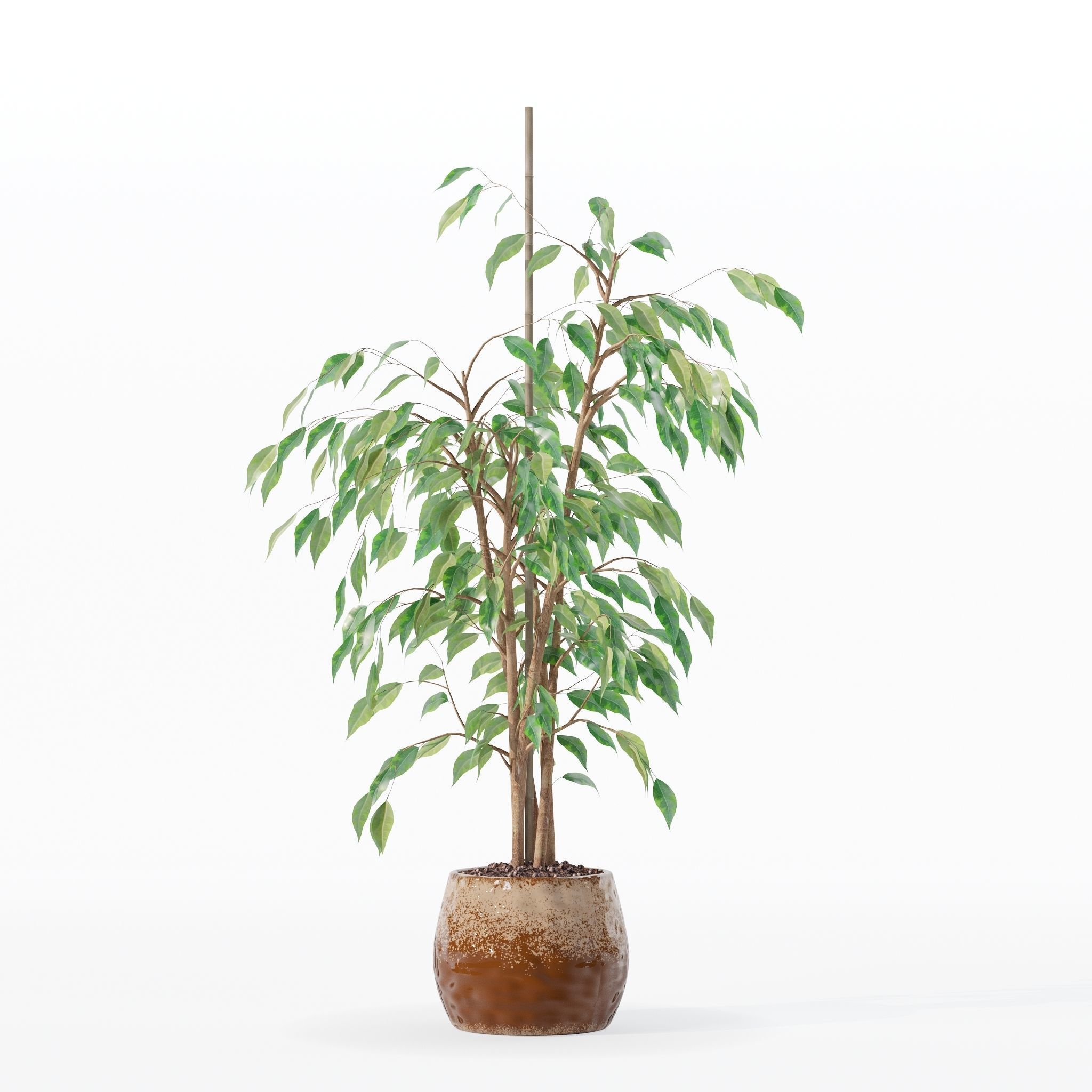 Ficus benjamina in modern flower pot 3D model_17