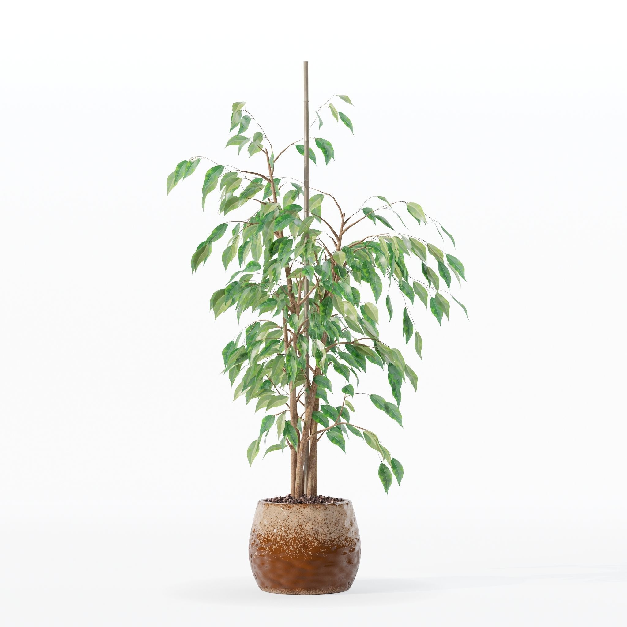 Ficus benjamina in modern flower pot 3D model_31