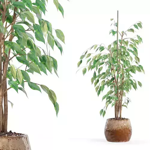 Ficus benjamina in modern flower pot 3D model