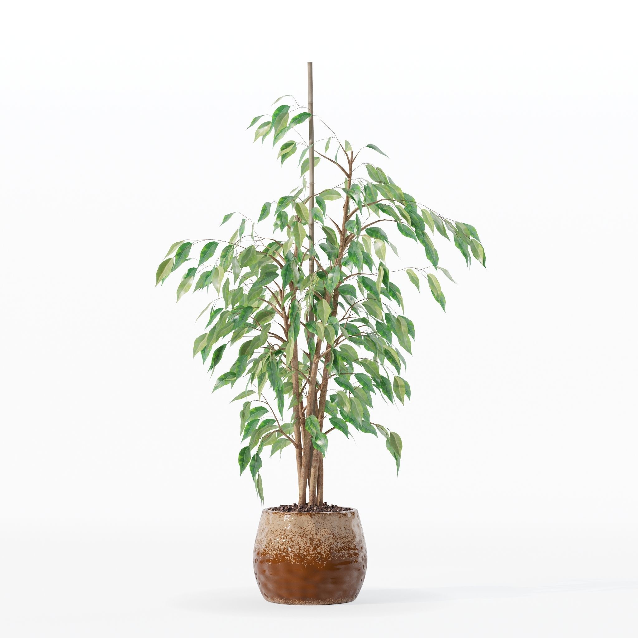 Ficus benjamina in modern flower pot 3D model_12