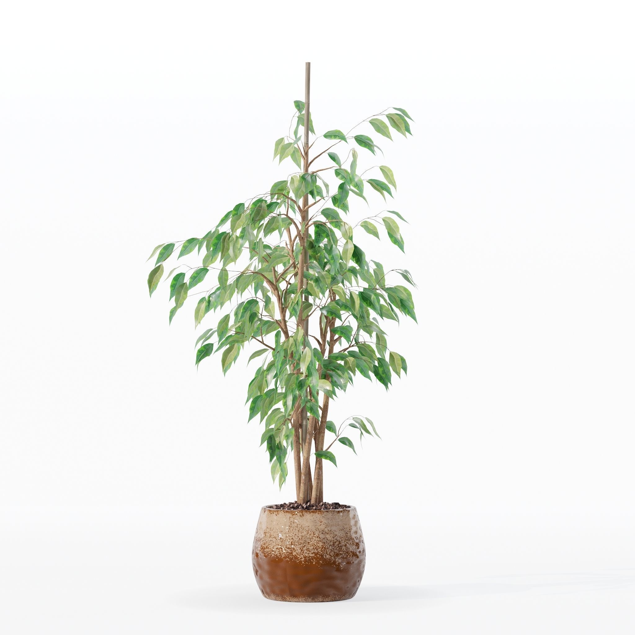 Ficus benjamina in modern flower pot 3D model_15