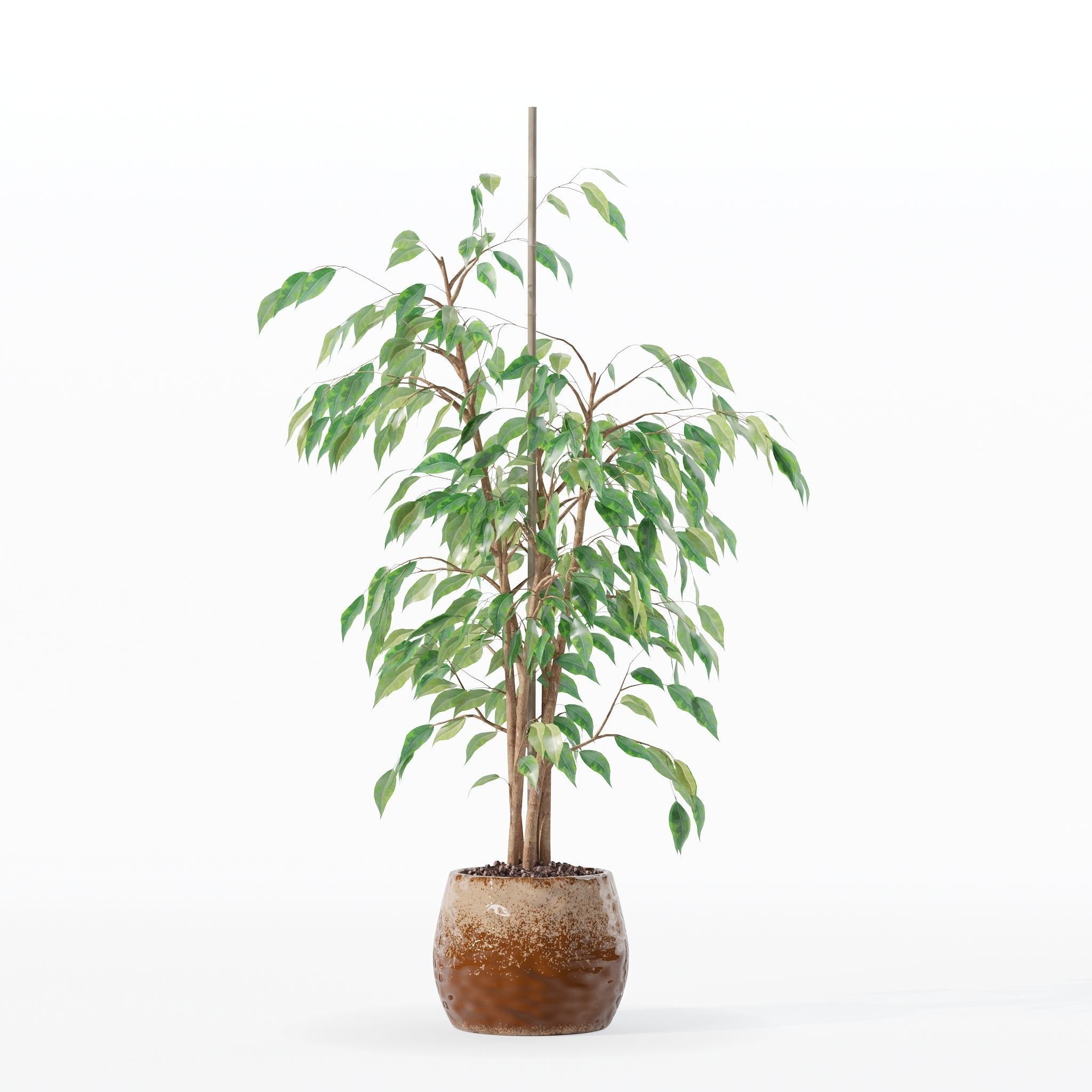 Ficus benjamina in modern flower pot 3D model_25