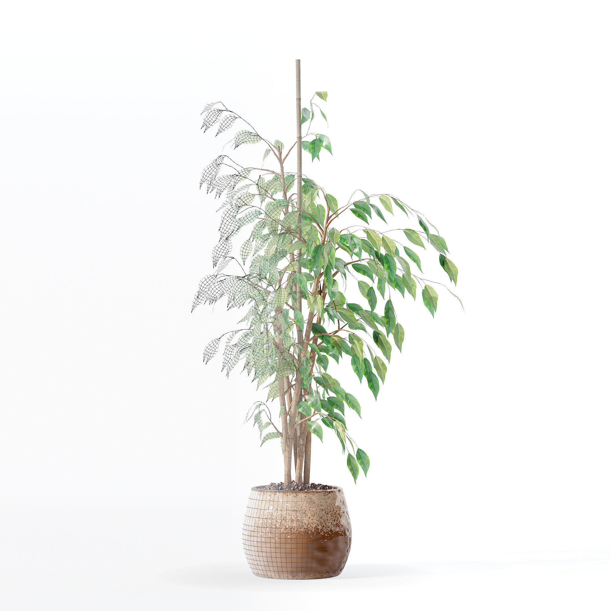 Ficus benjamina in modern flower pot 3D model_6