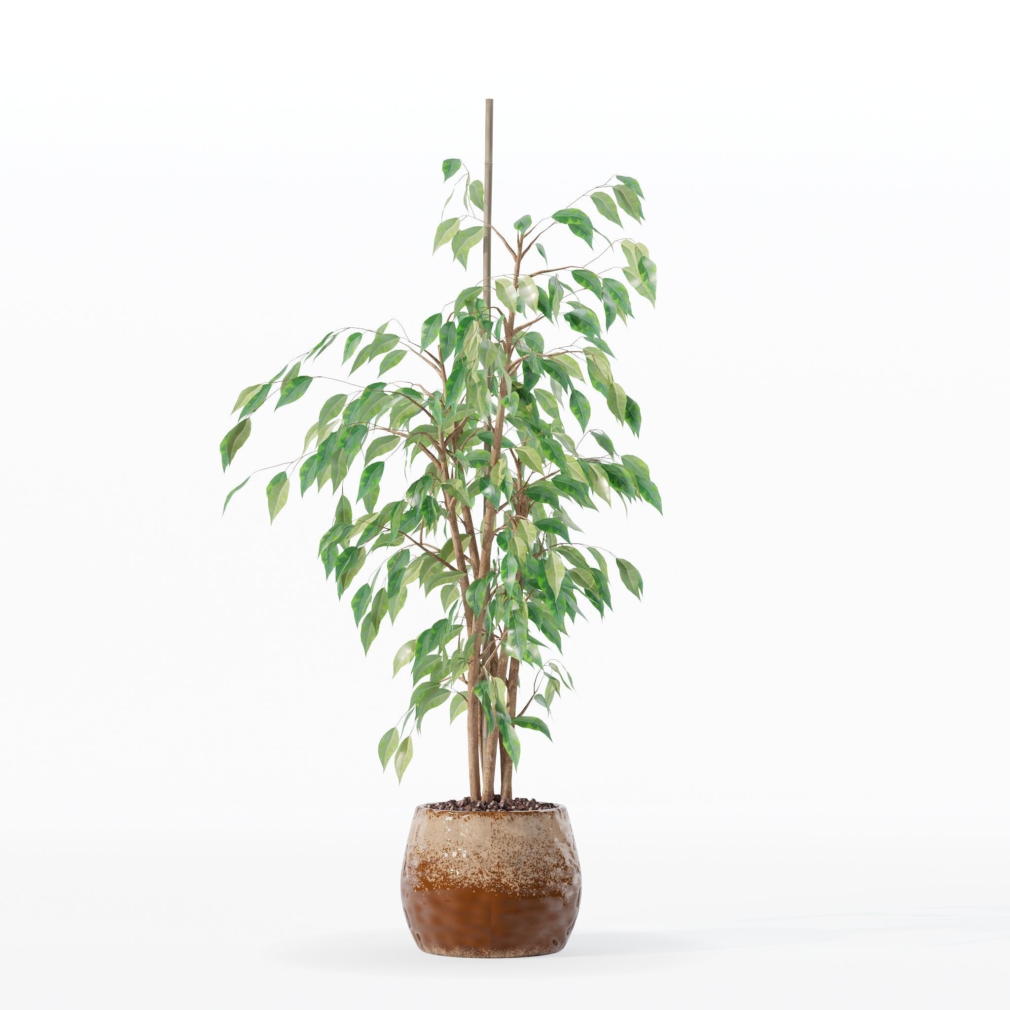 Ficus benjamina in modern flower pot 3D model_14