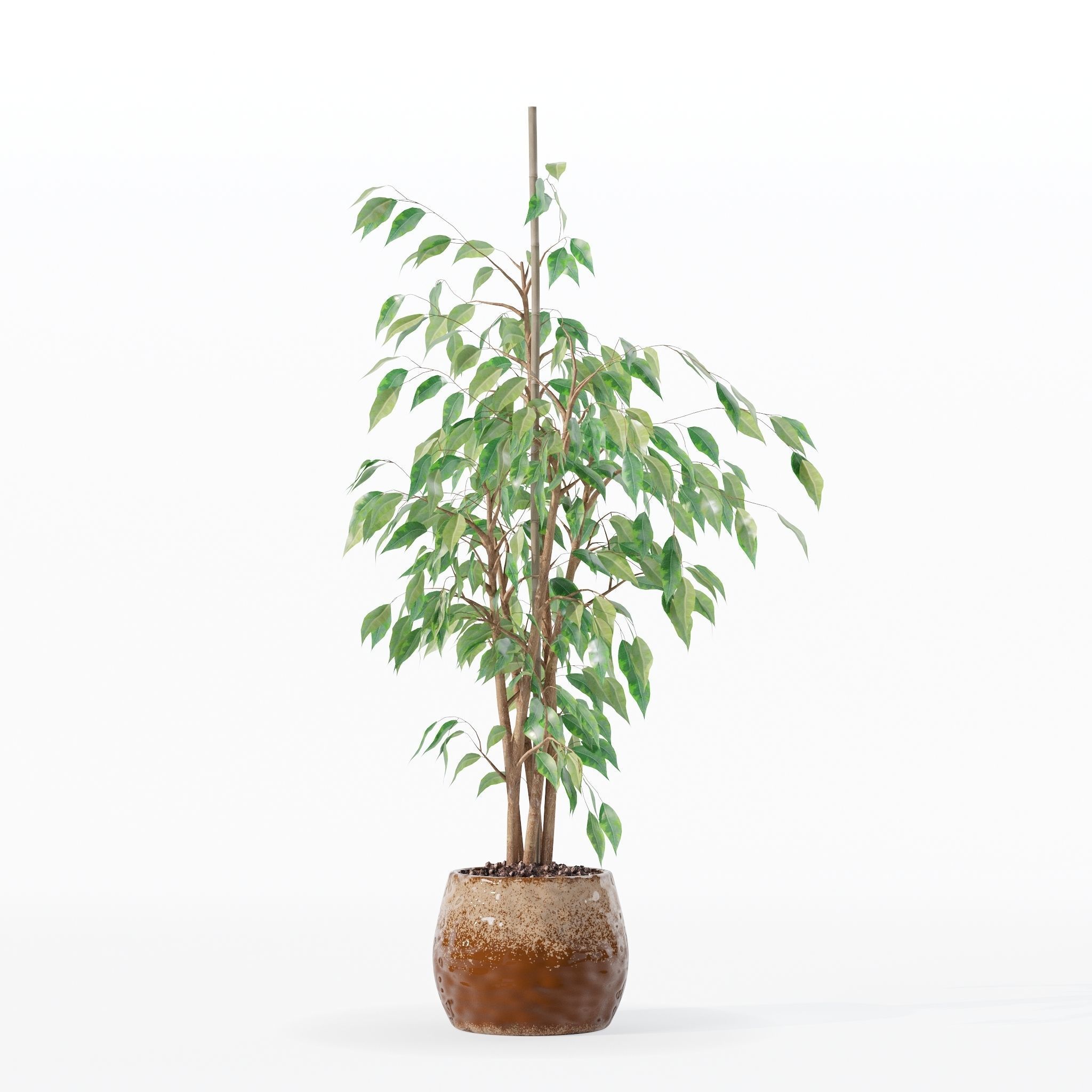 Ficus benjamina in modern flower pot 3D model_20