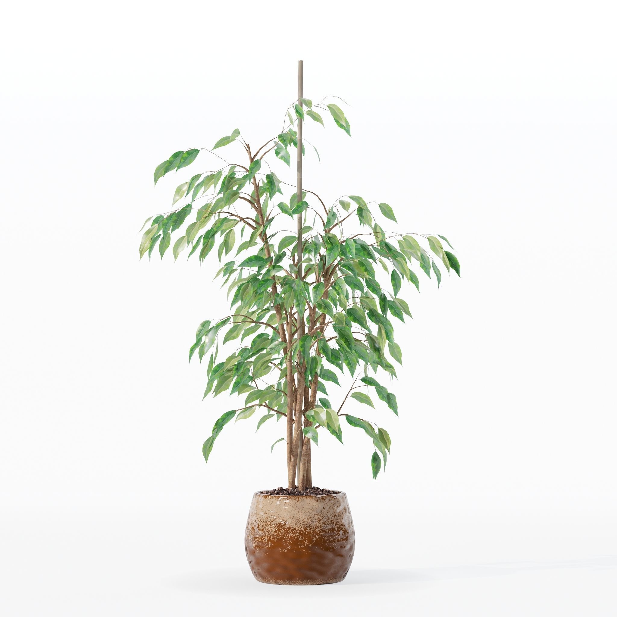 Ficus benjamina in modern flower pot 3D model_30