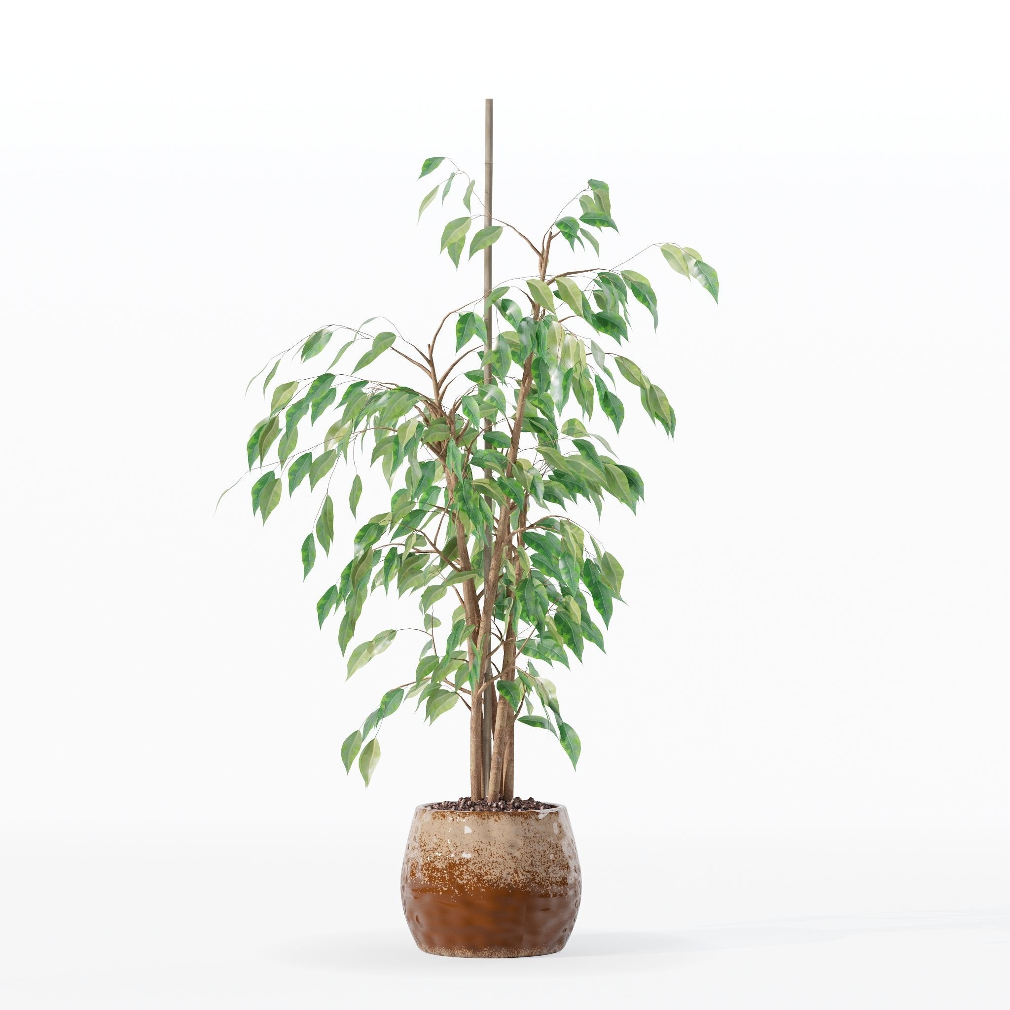 Ficus benjamina in modern flower pot 3D model_19