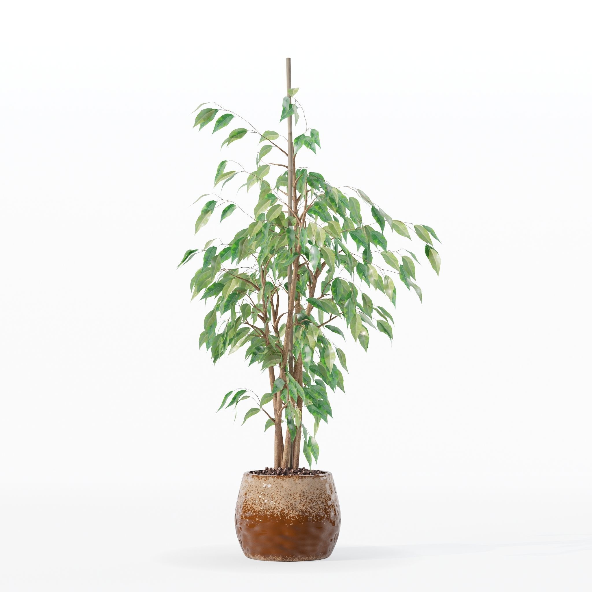 Ficus benjamina in modern flower pot 3D model_7