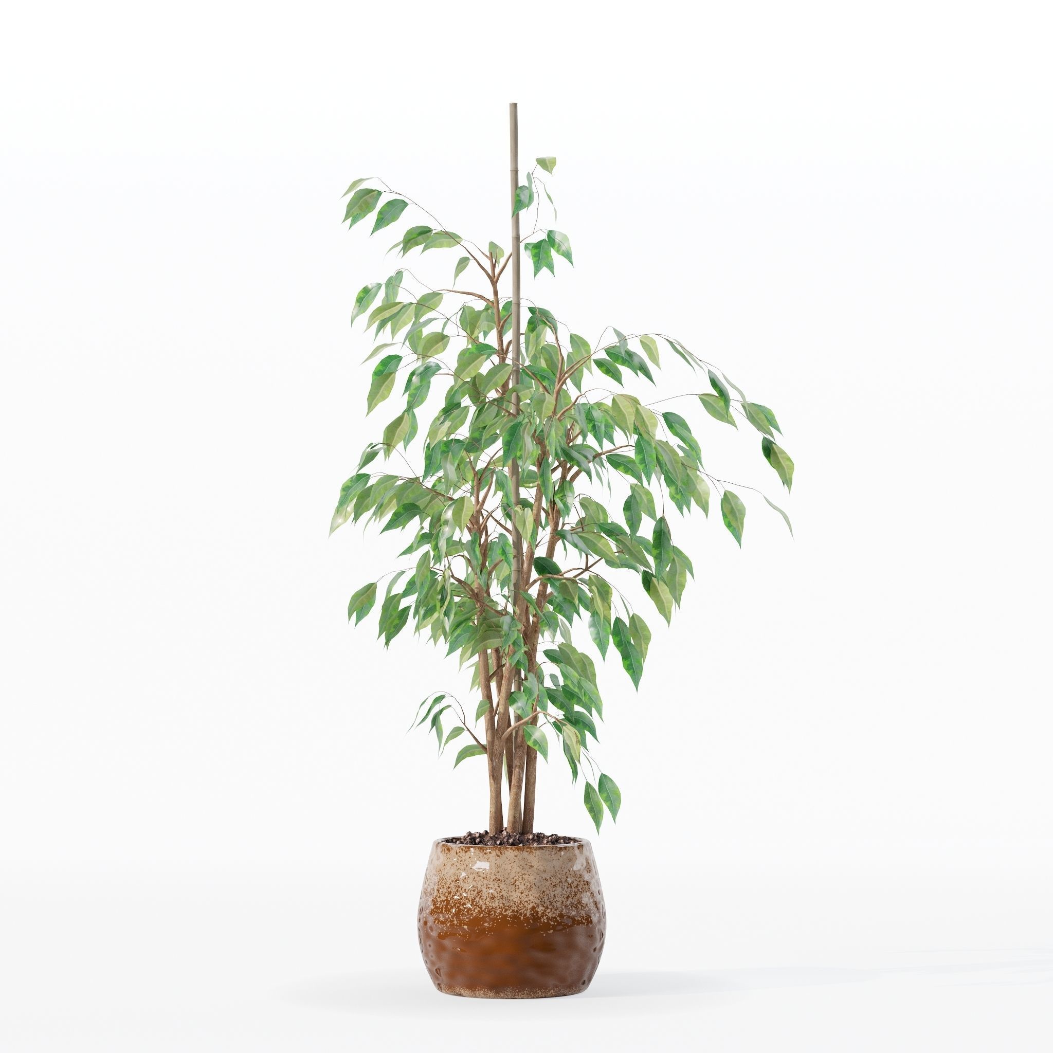 Ficus benjamina in modern flower pot 3D model_9