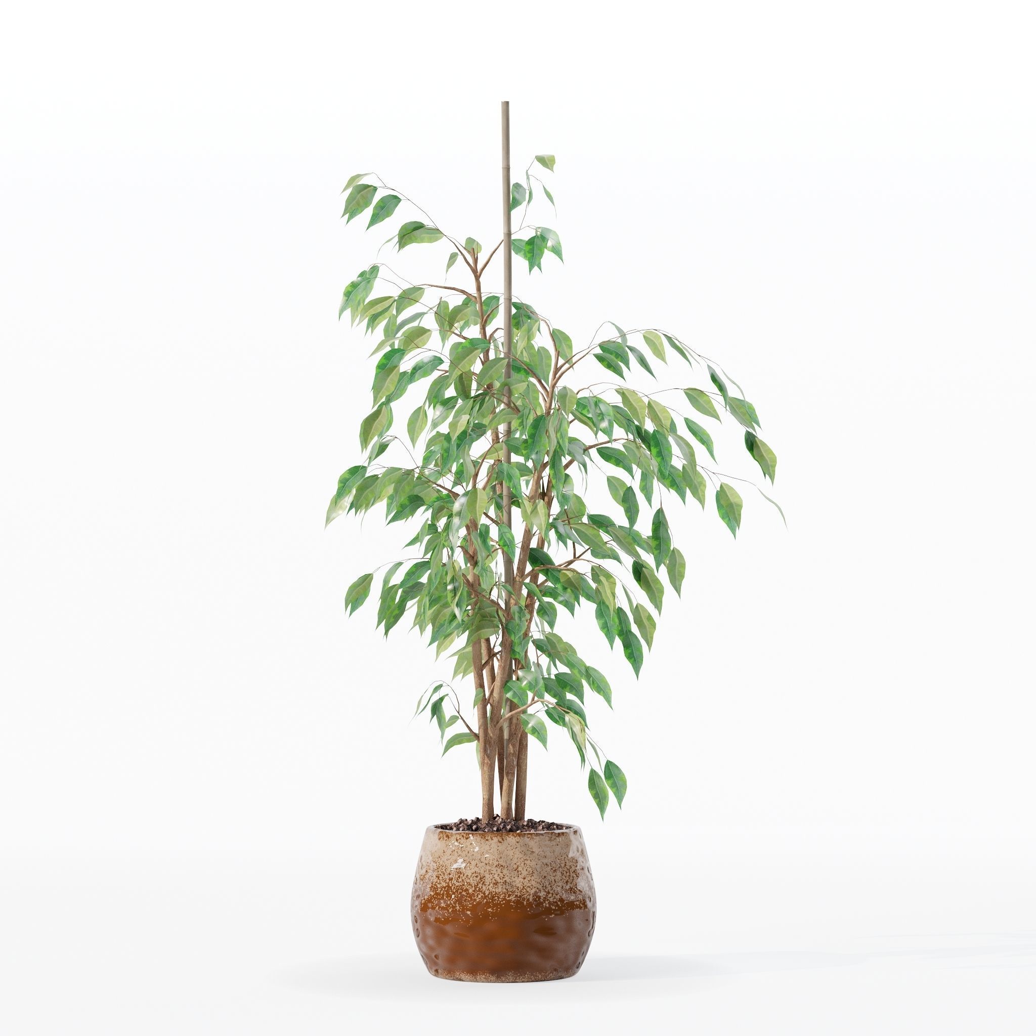 Ficus benjamina in modern flower pot 3D model_27