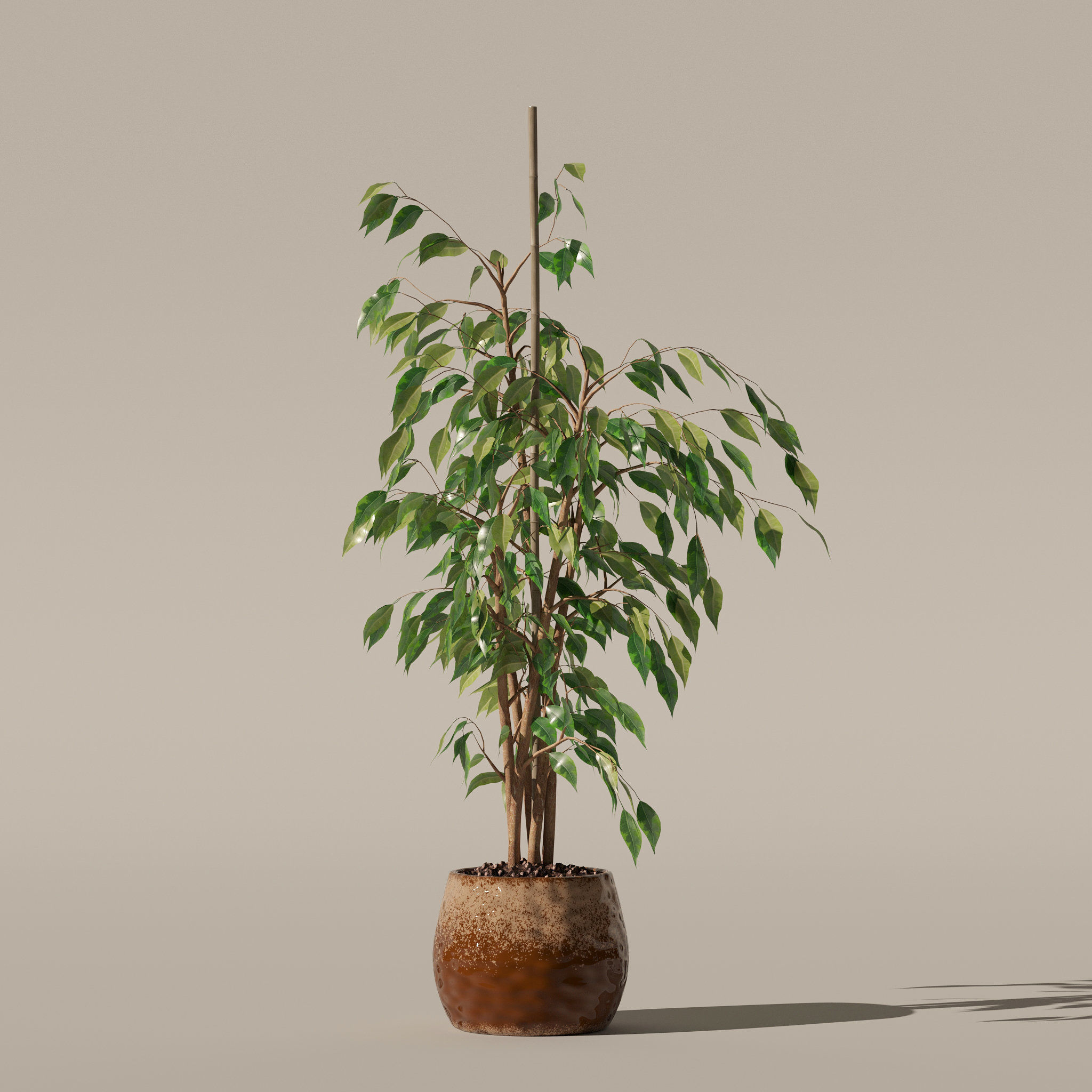 Ficus benjamina in modern flower pot 3D model_3