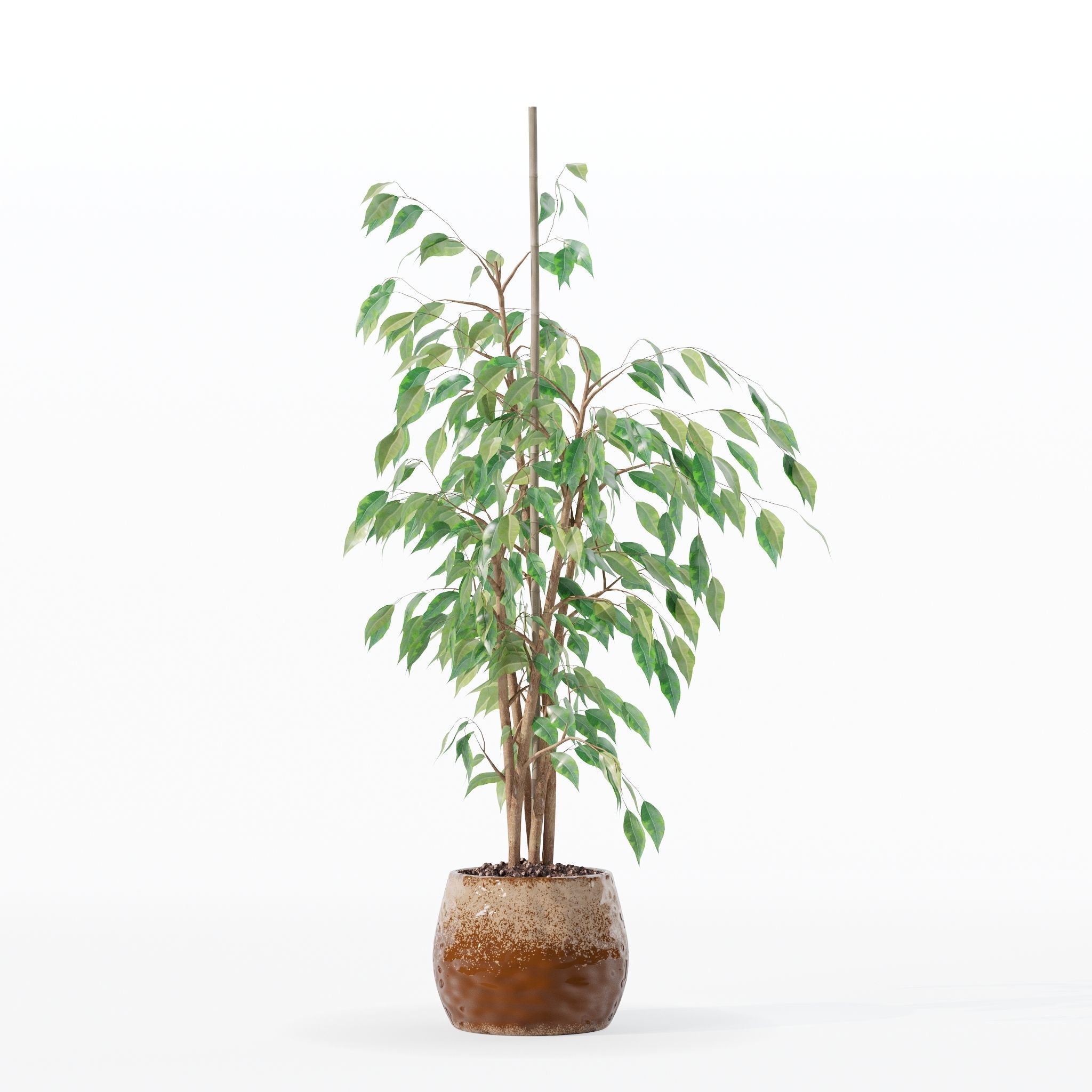 Ficus benjamina in modern flower pot 3D model_23