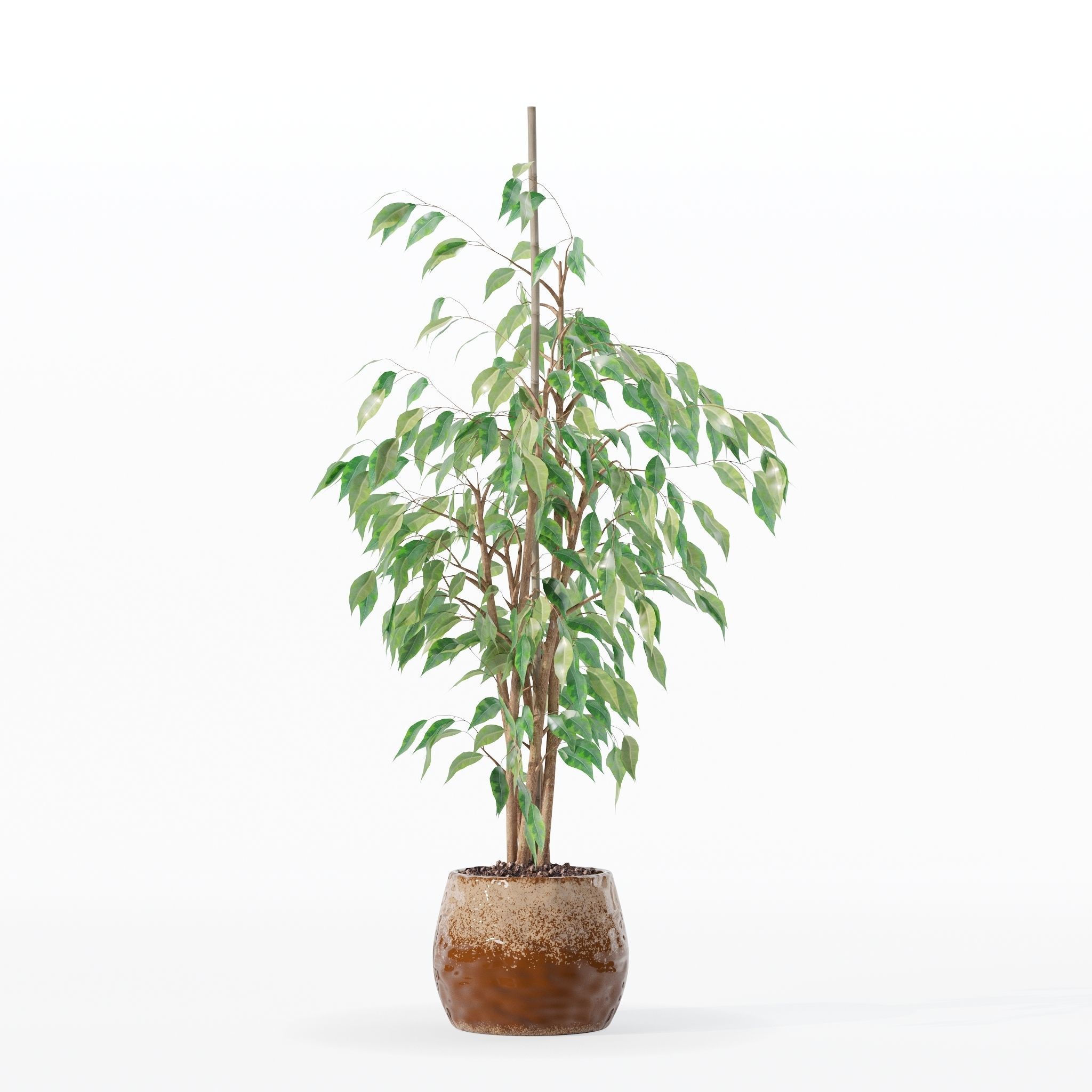 Ficus benjamina in modern flower pot 3D model_10