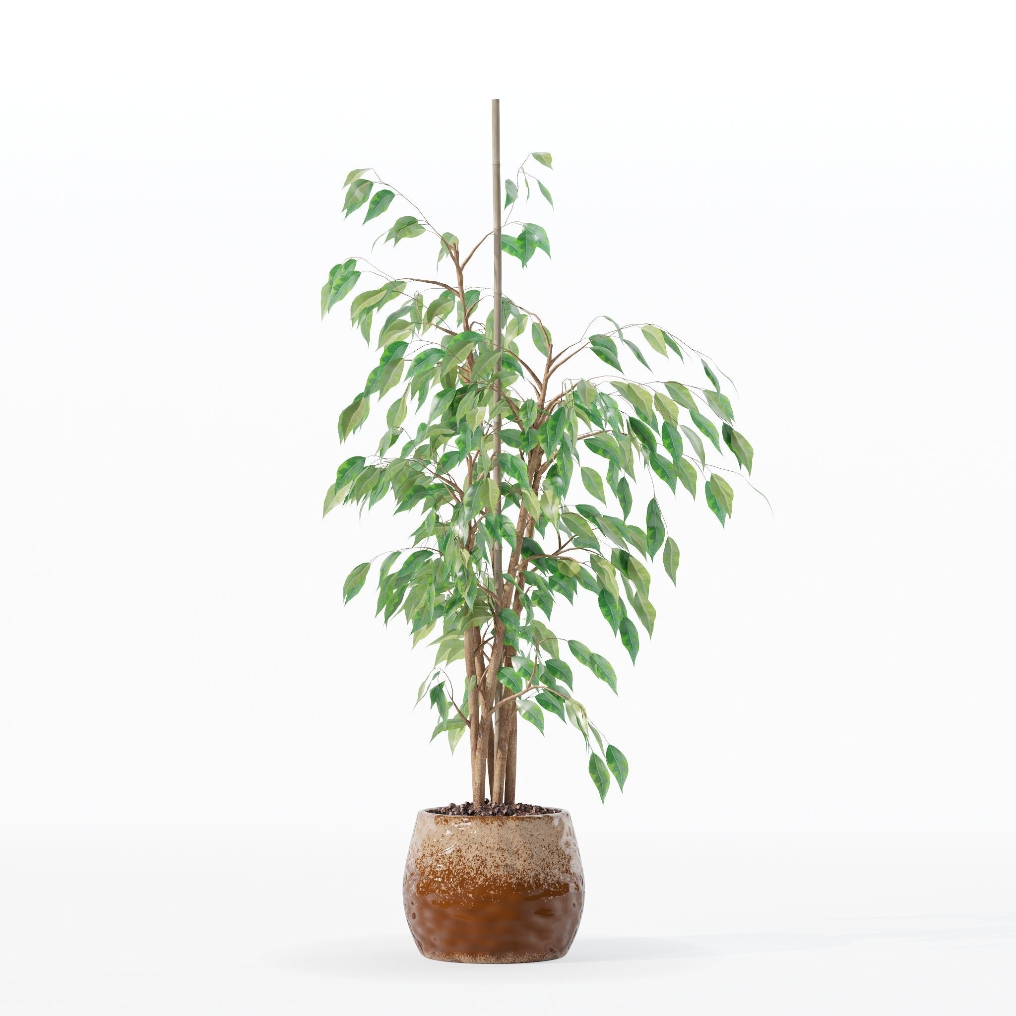 Ficus benjamina in modern flower pot 3D model_26