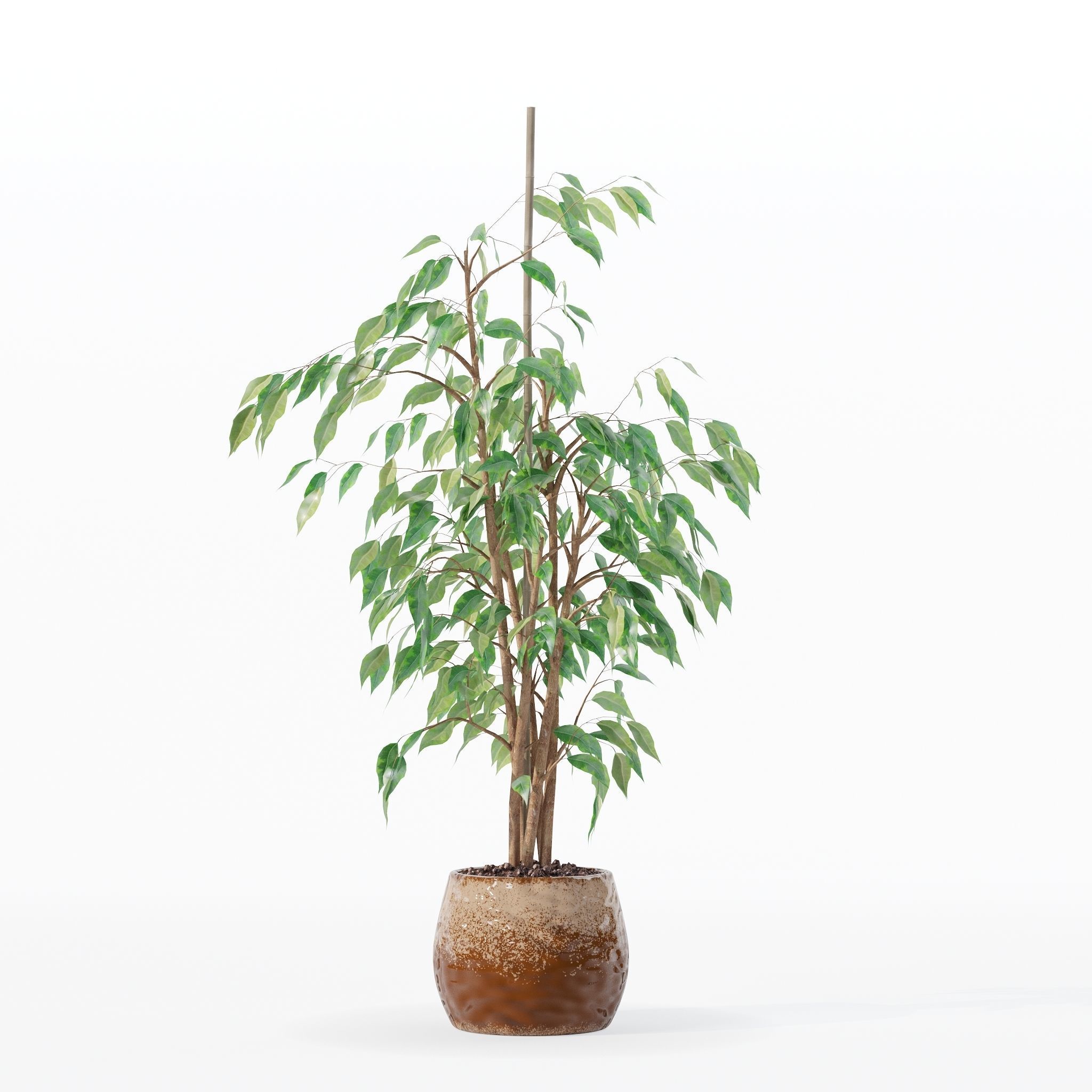 Ficus benjamina in modern flower pot 3D model_13