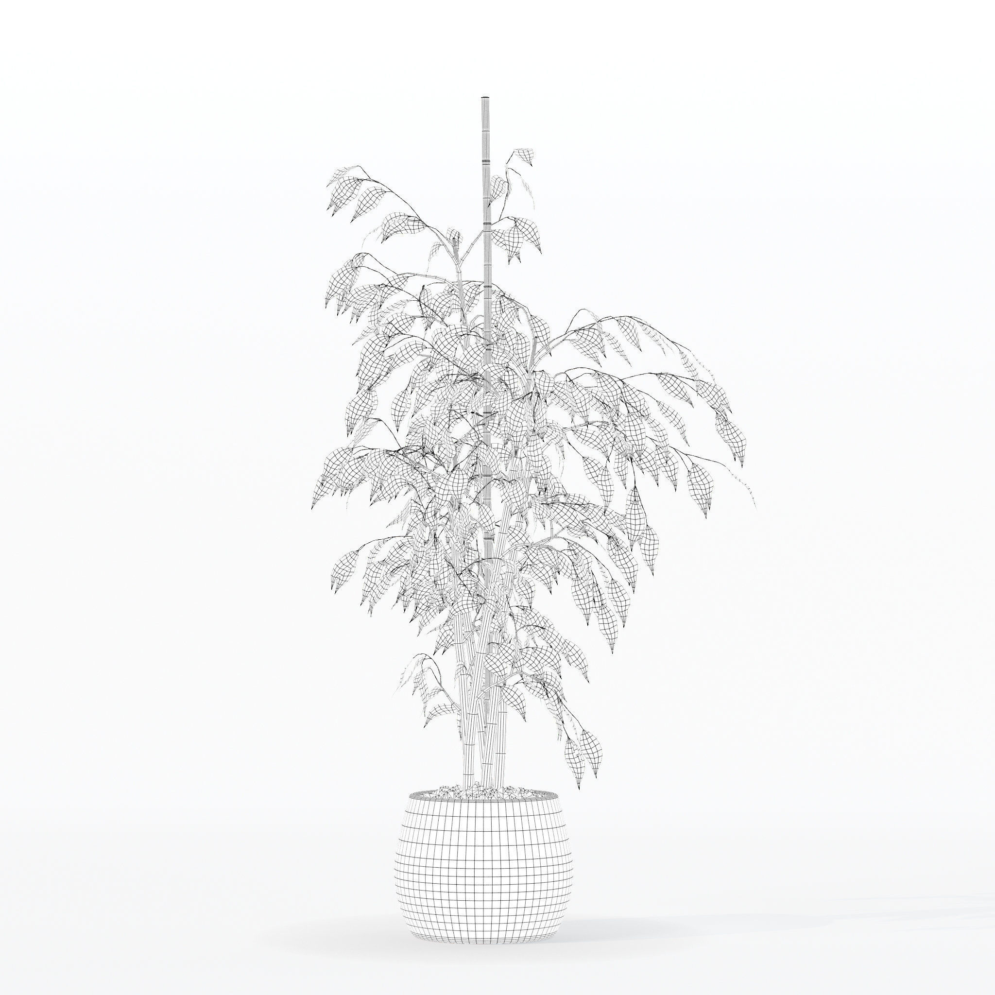 Ficus benjamina in modern flower pot 3D model_1