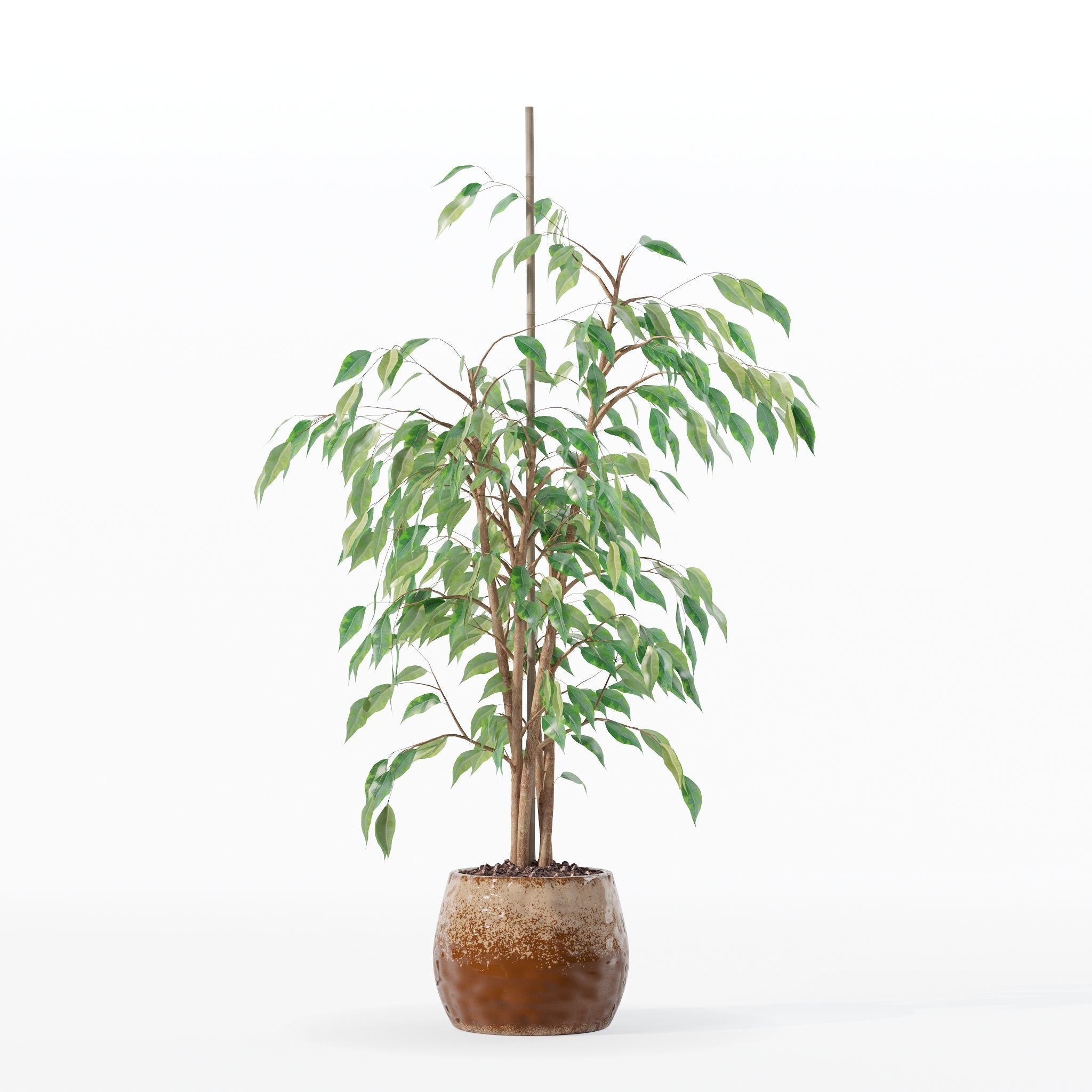 Ficus benjamina in modern flower pot 3D model_22