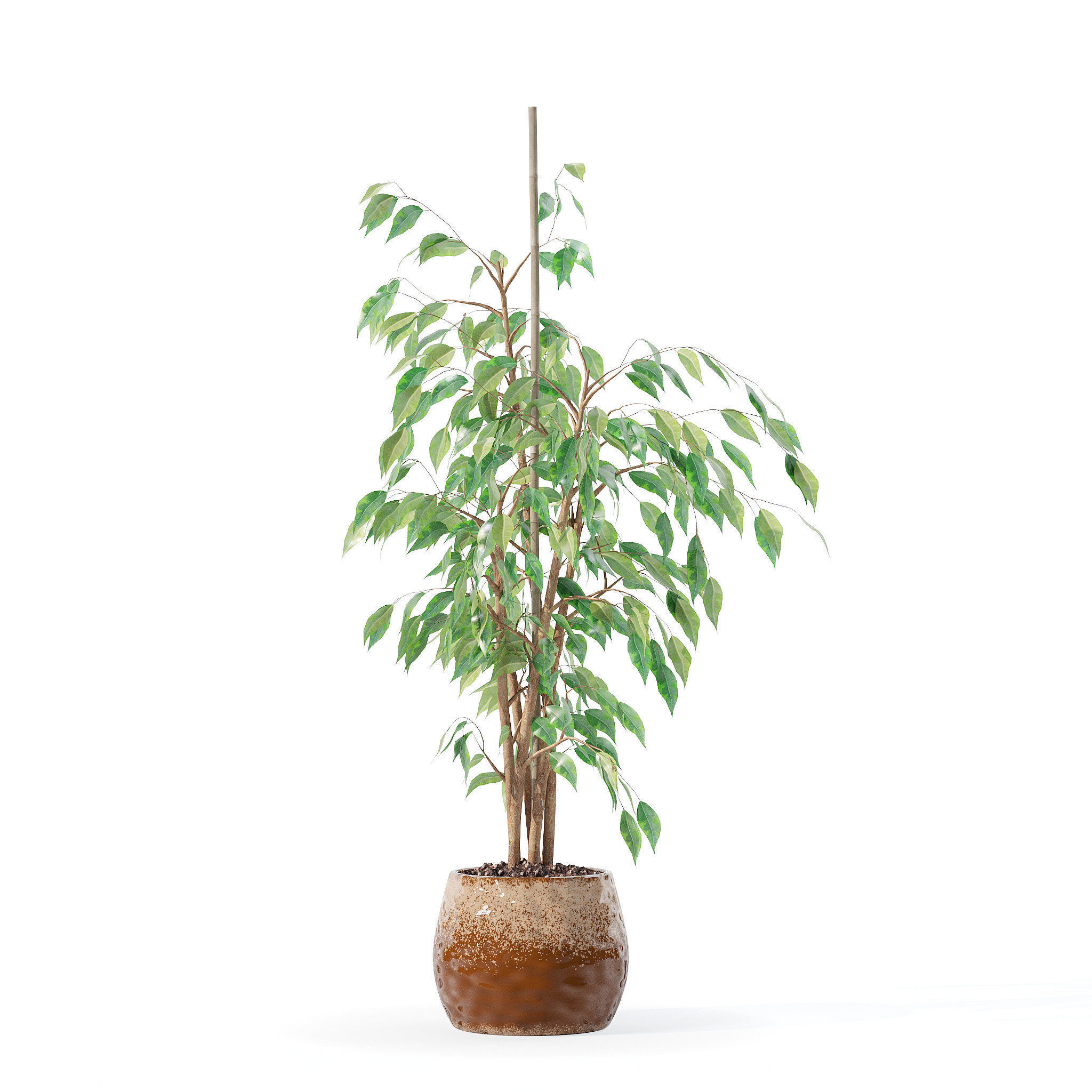 Ficus benjamina in modern flower pot 3D model_4