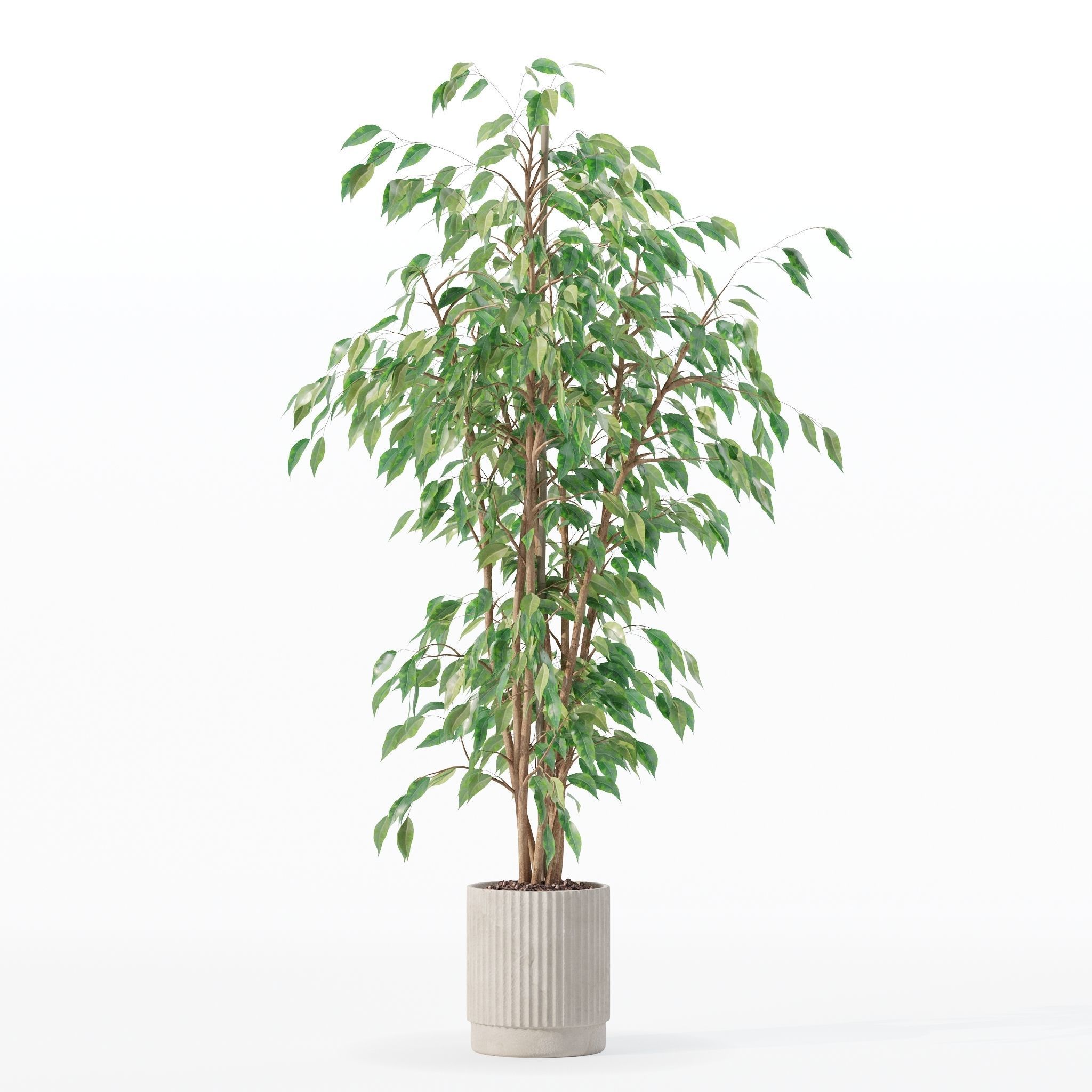 Ficus benjamina in modern flower pot 3D model_10