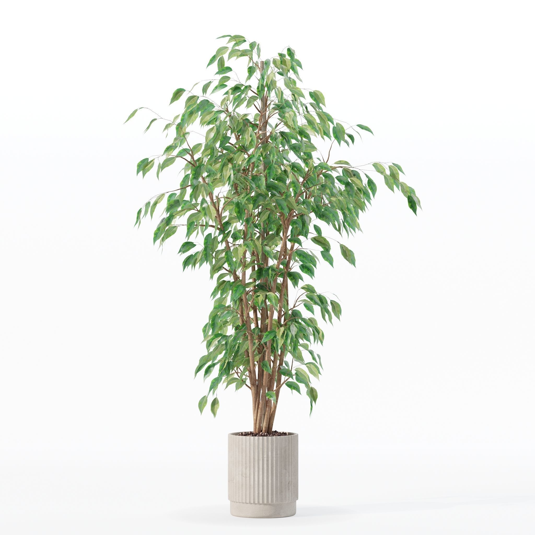 Ficus benjamina in modern flower pot 3D model_16