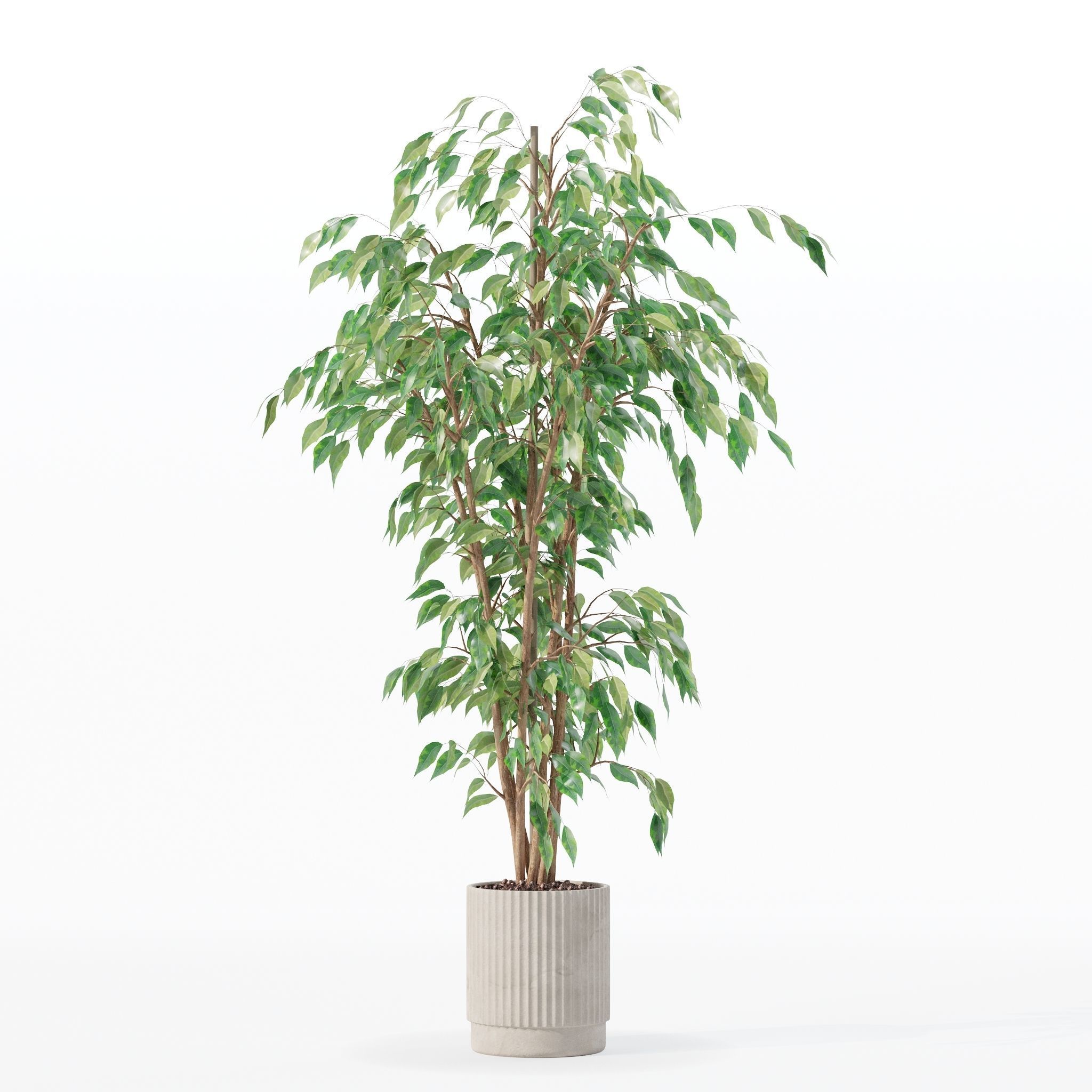 Ficus benjamina in modern flower pot 3D model_24