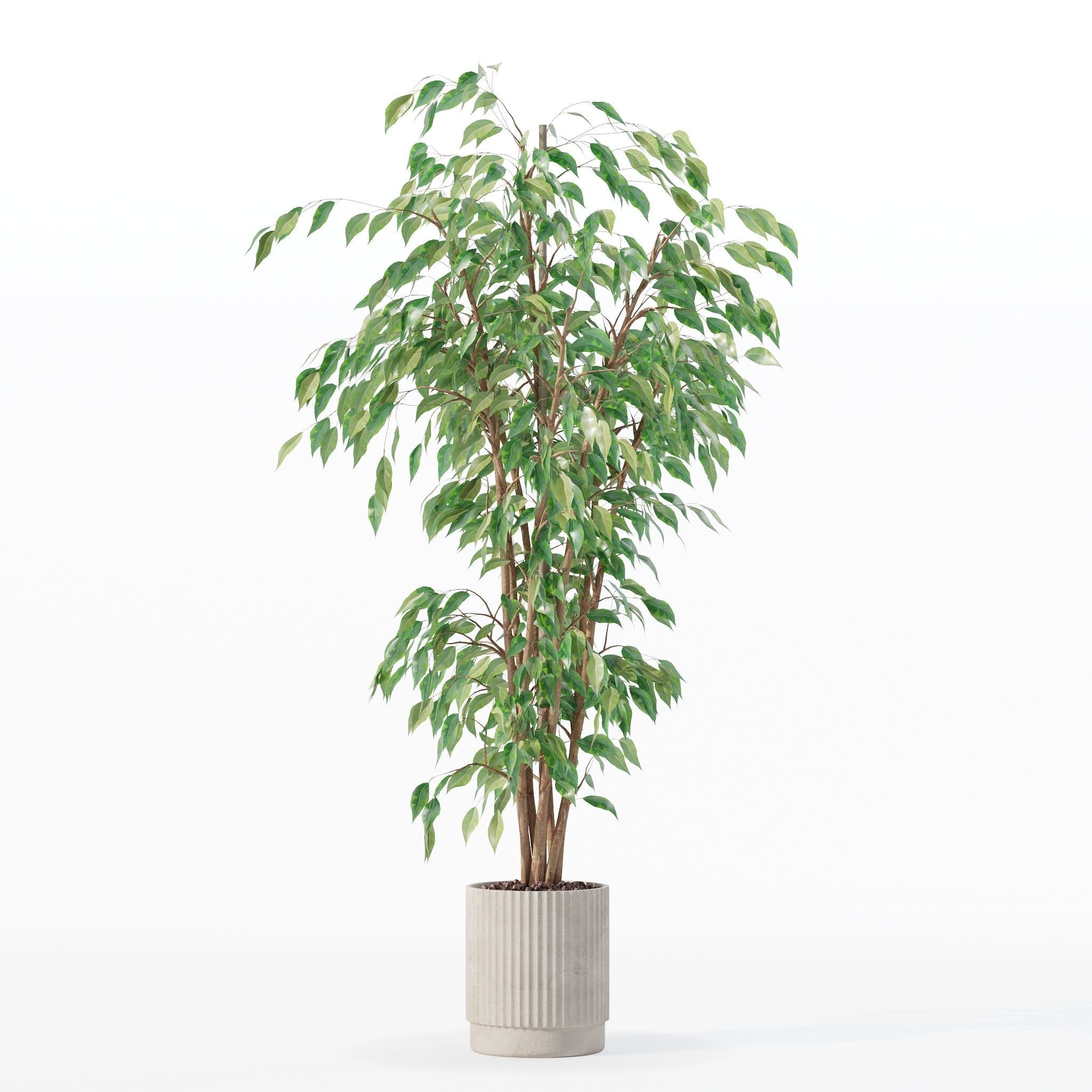 Ficus benjamina in modern flower pot 3D model_13
