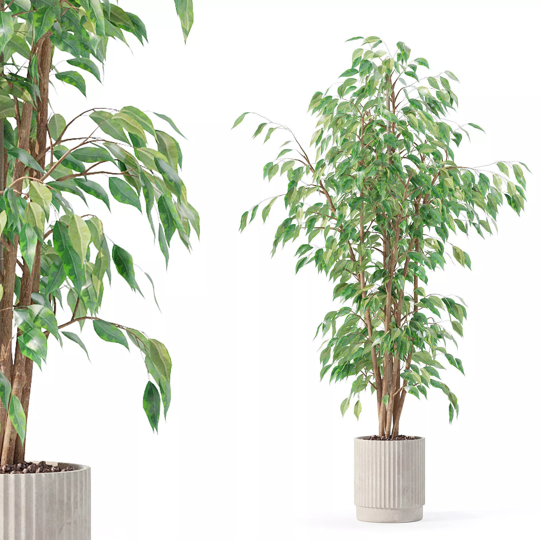 Ficus benjamina in modern flower pot 3D model_0