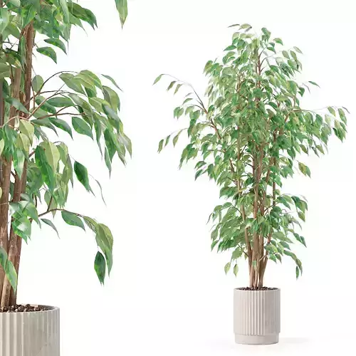 Ficus benjamina in modern flower pot 3D model