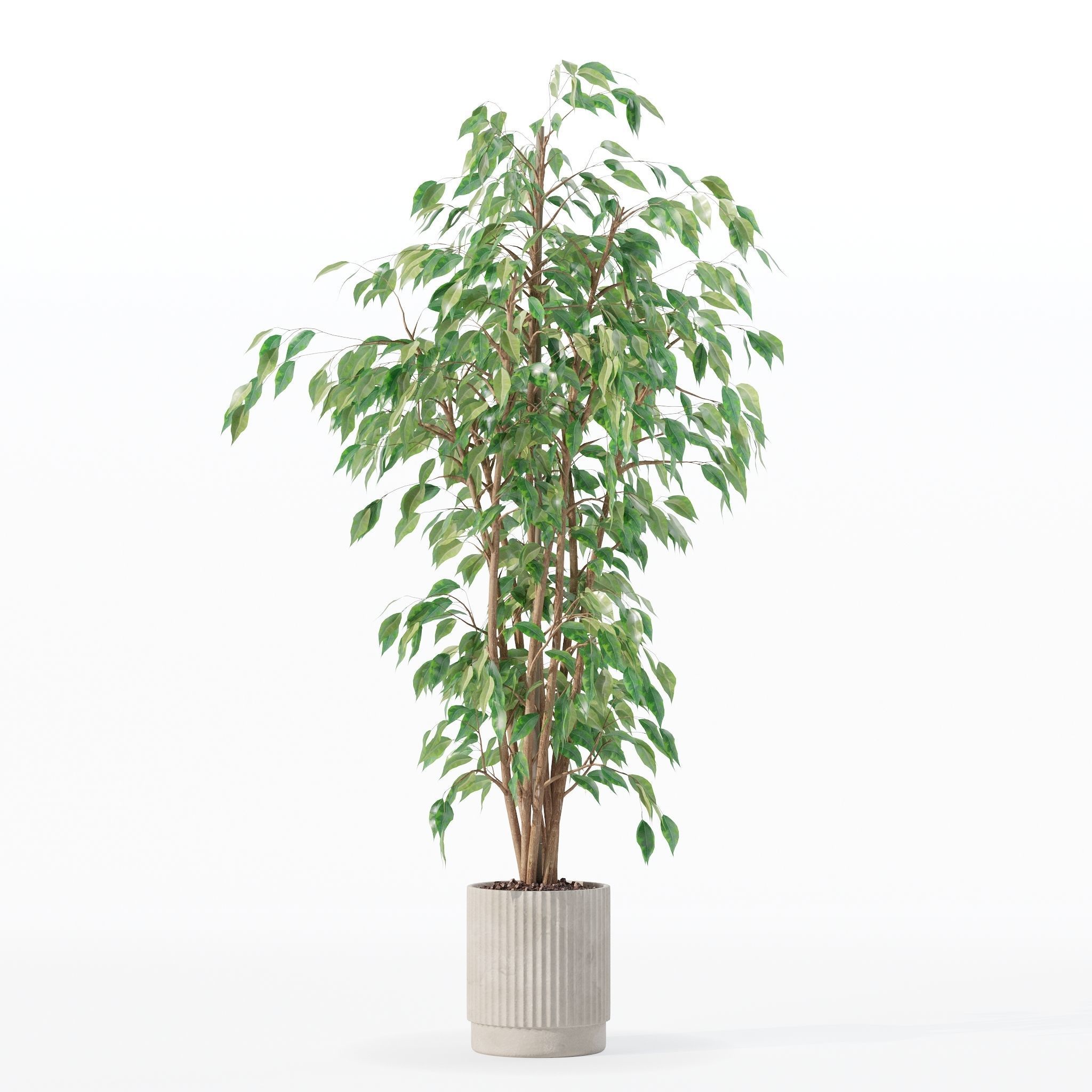 Ficus benjamina in modern flower pot 3D model_7