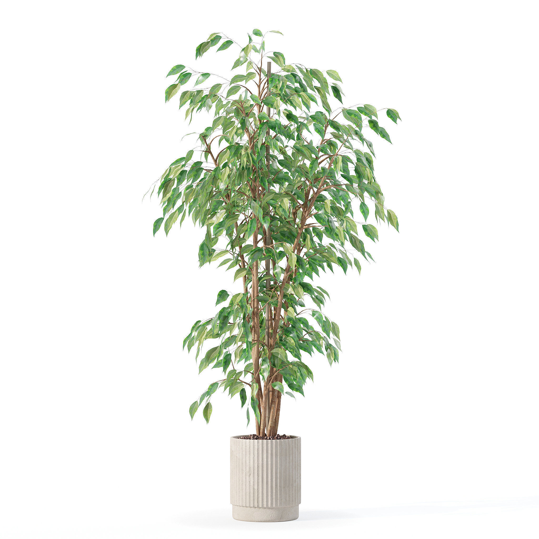Ficus benjamina in modern flower pot 3D model_29