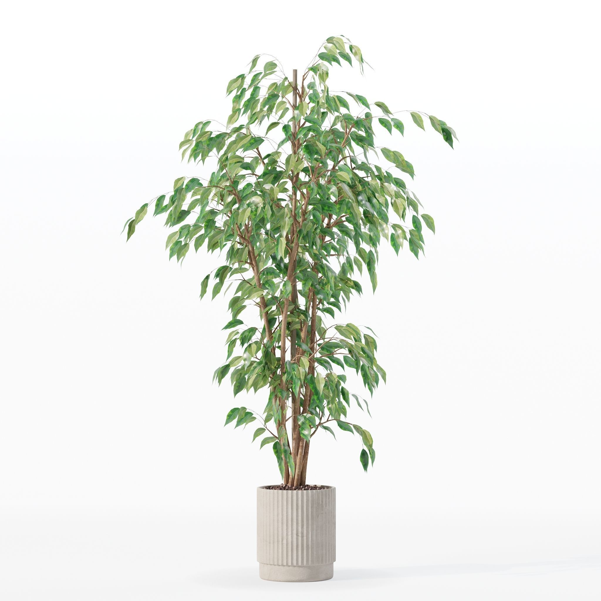 Ficus benjamina in modern flower pot 3D model_4