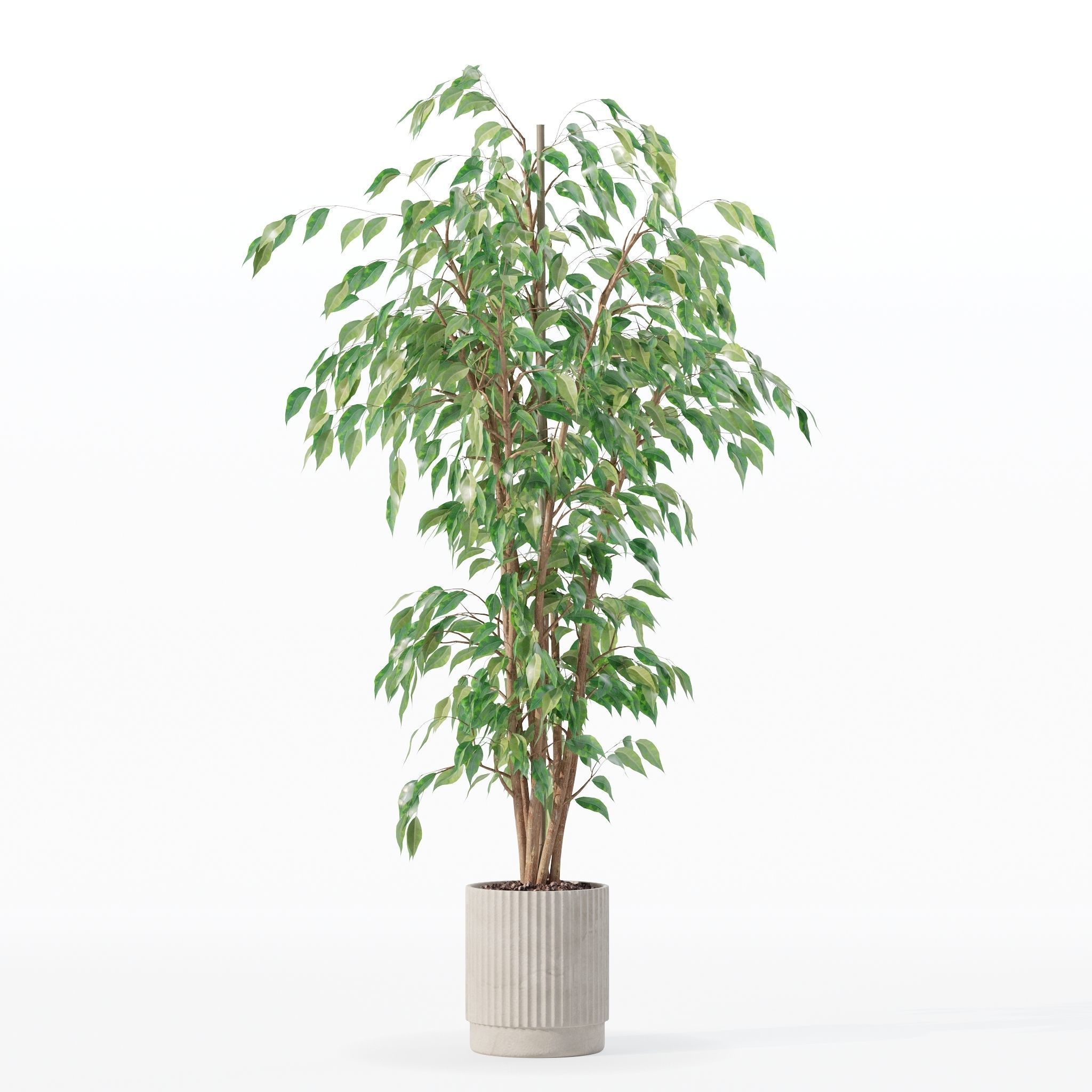 Ficus benjamina in modern flower pot 3D model_14