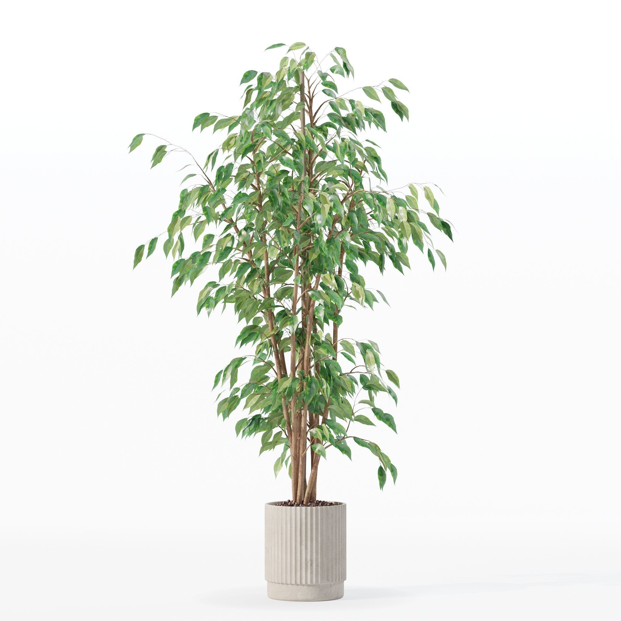 Ficus benjamina in modern flower pot 3D model_18